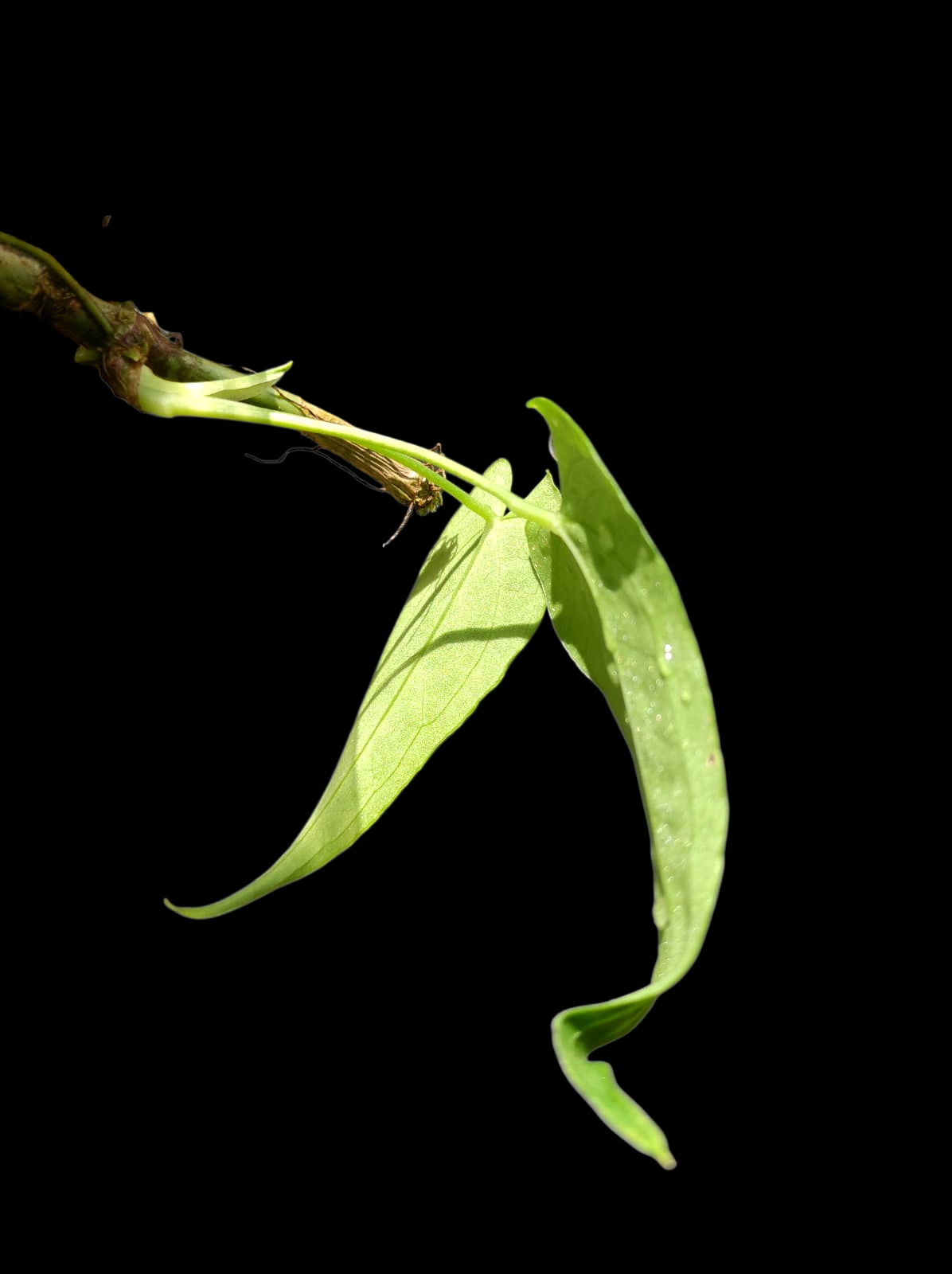 Anthurium Sp. 'Esmeralda' Wild Ecotype (EXACT PLANT)
