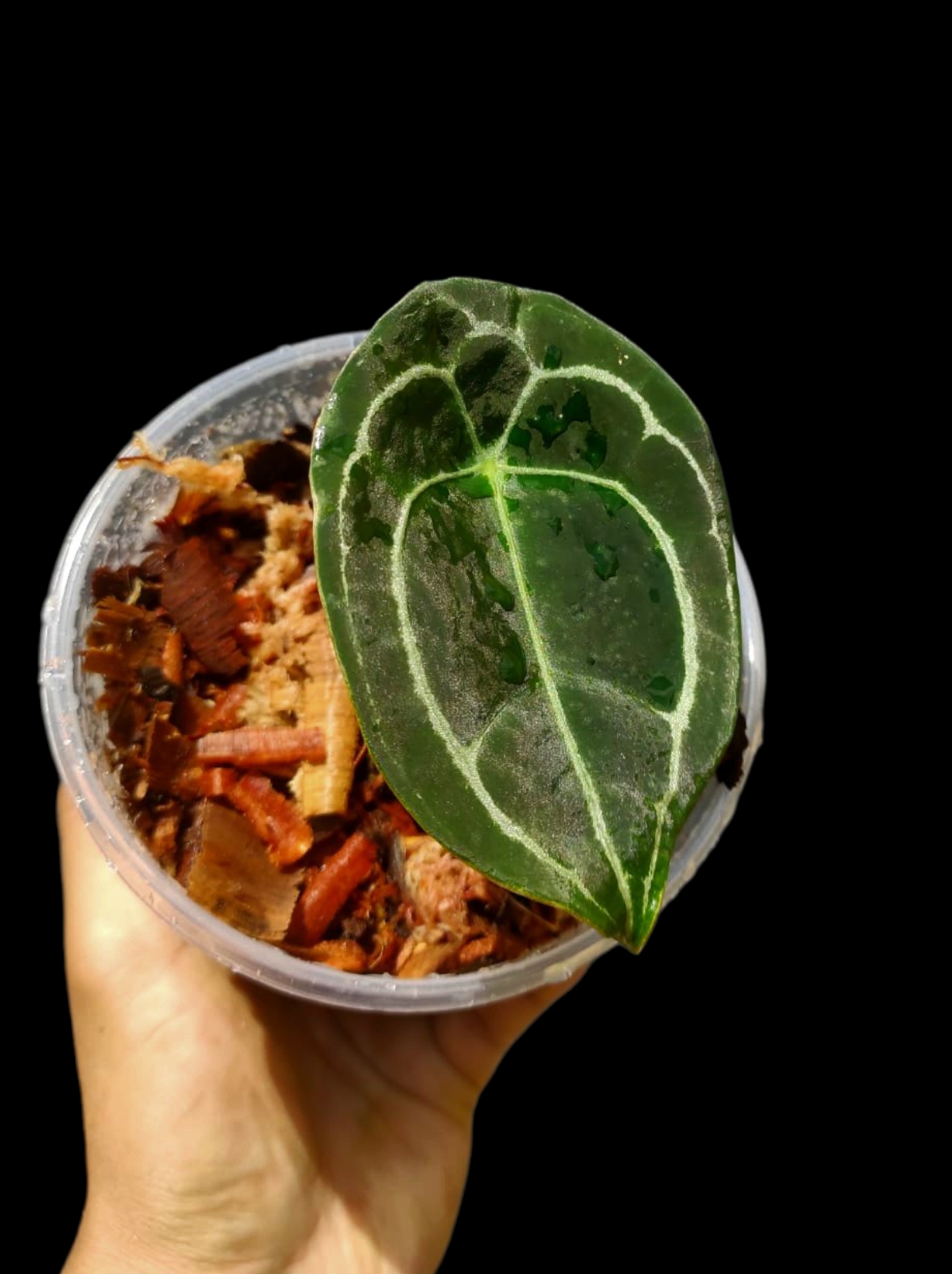 Anthurium Forgetii Wild Ecotype (EXACT PLANT)