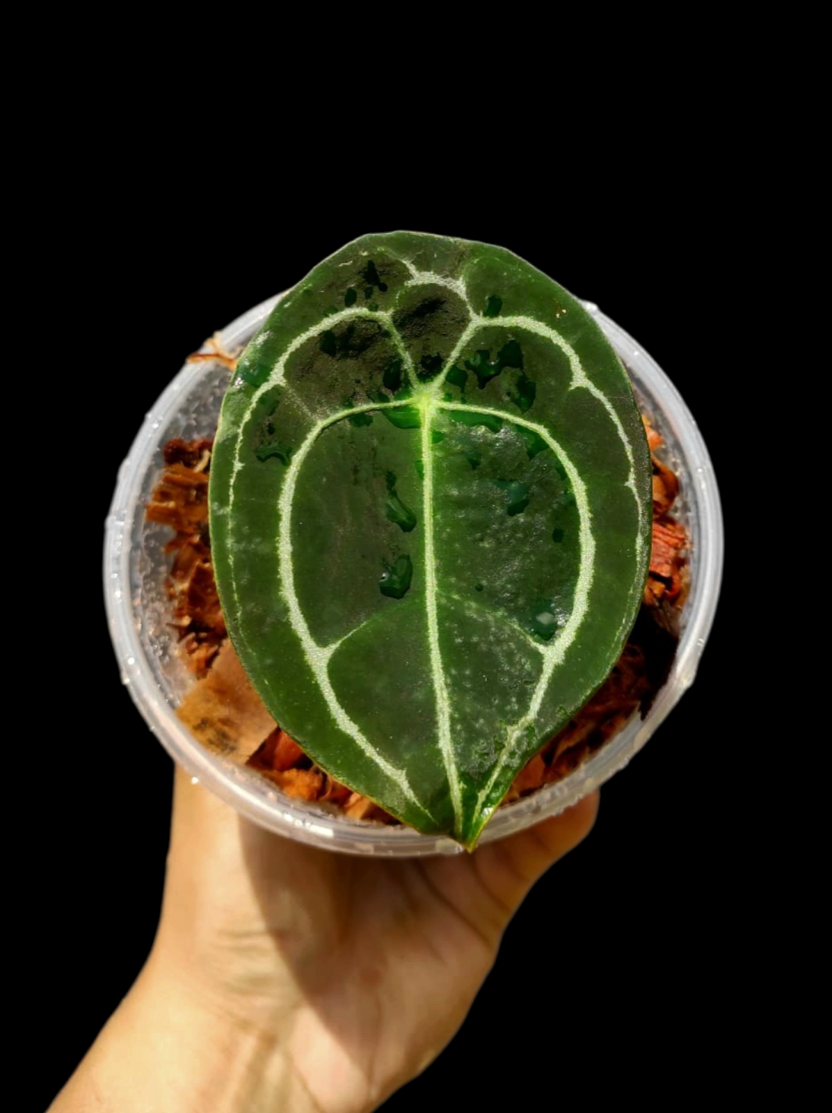Anthurium Forgetii Wild Ecotype (EXACT PLANT)