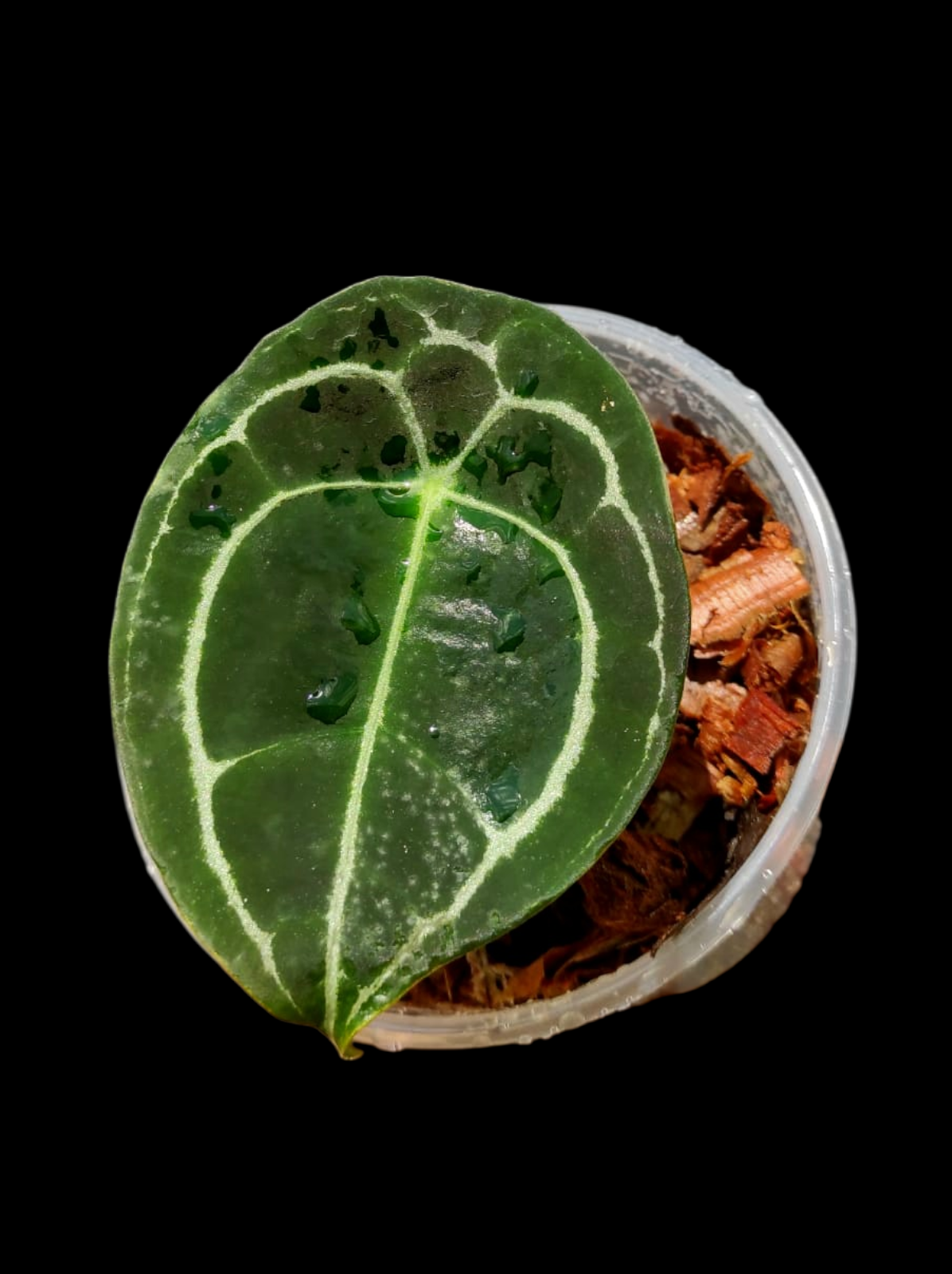 Anthurium Forgetii Wild Ecotype (EXACT PLANT)