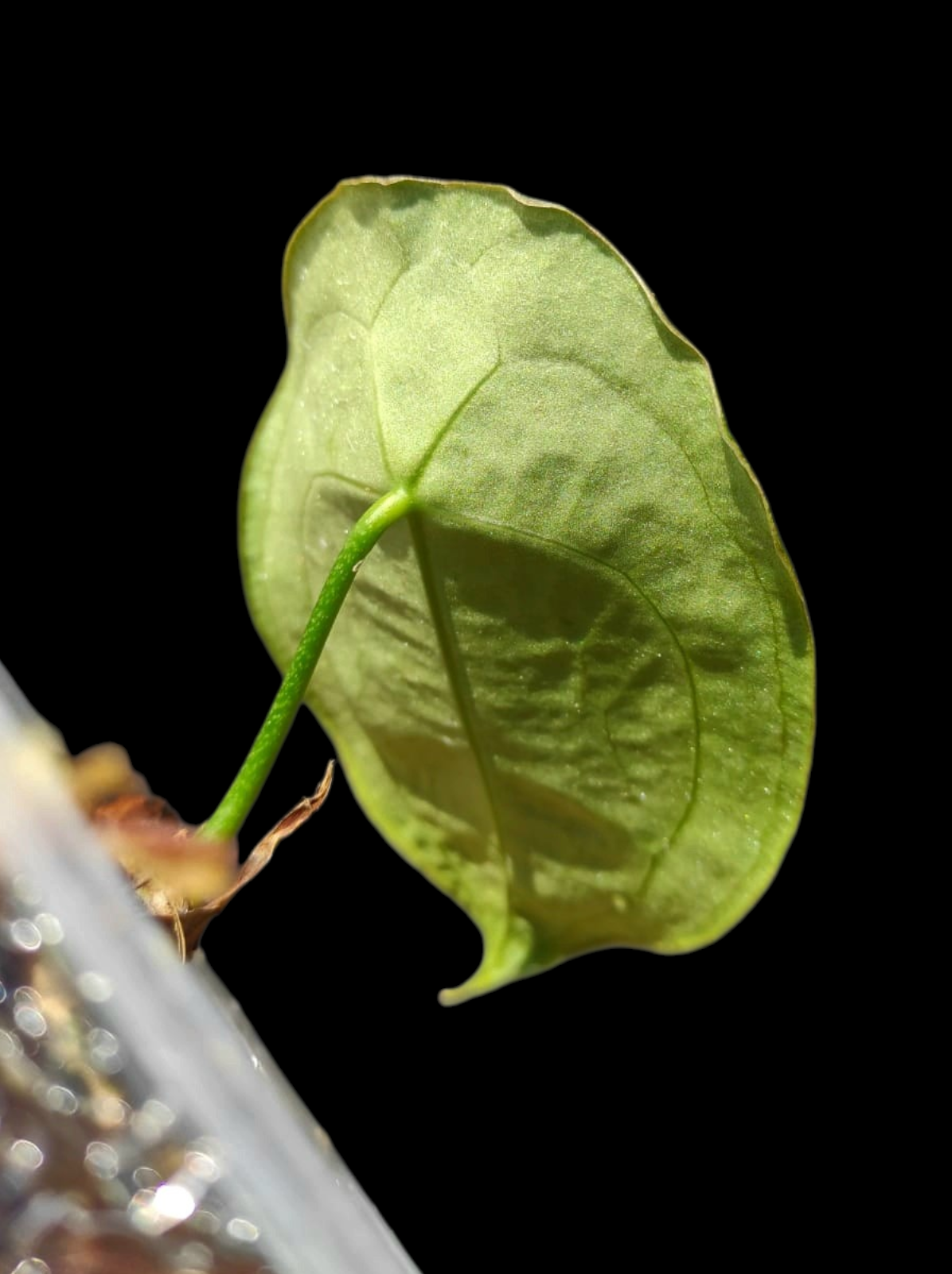 Anthurium Forgetii Wild Ecotype (EXACT PLANT)