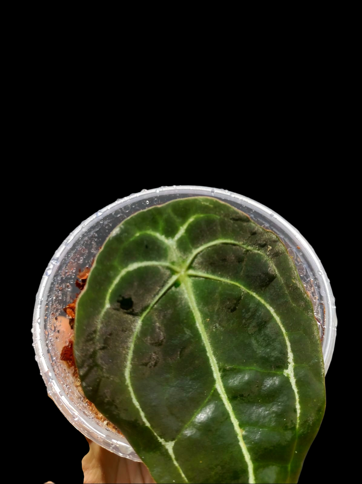 Anthurium Forgetii Wild Ecotype (EXACT PLANT)