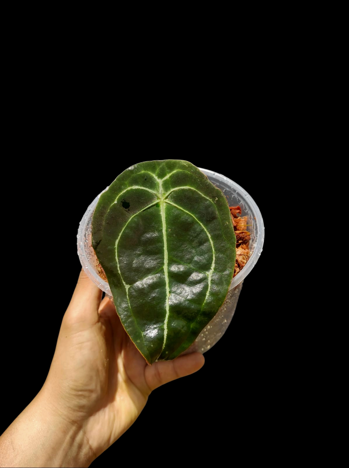 Anthurium Forgetii Wild Ecotype (EXACT PLANT)