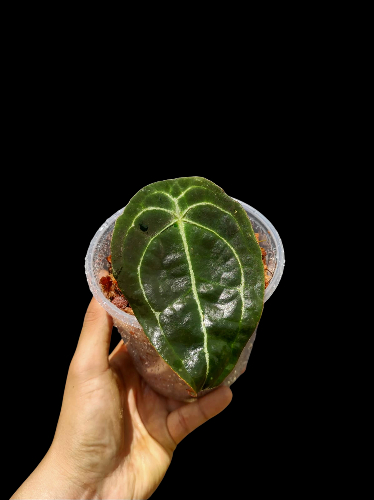 Anthurium Forgetii Wild Ecotype (EXACT PLANT)