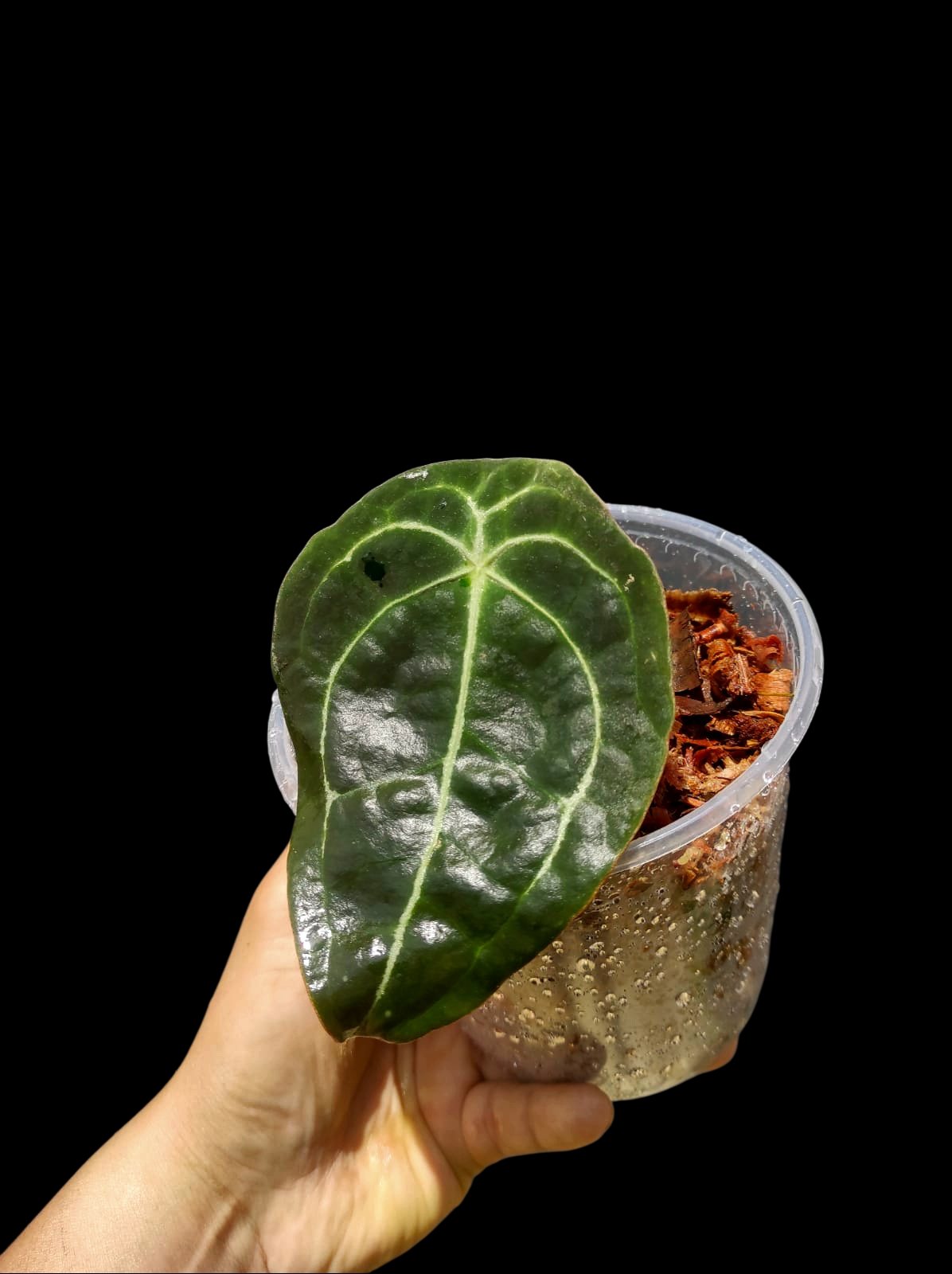 Anthurium Forgetii Wild Ecotype (EXACT PLANT)