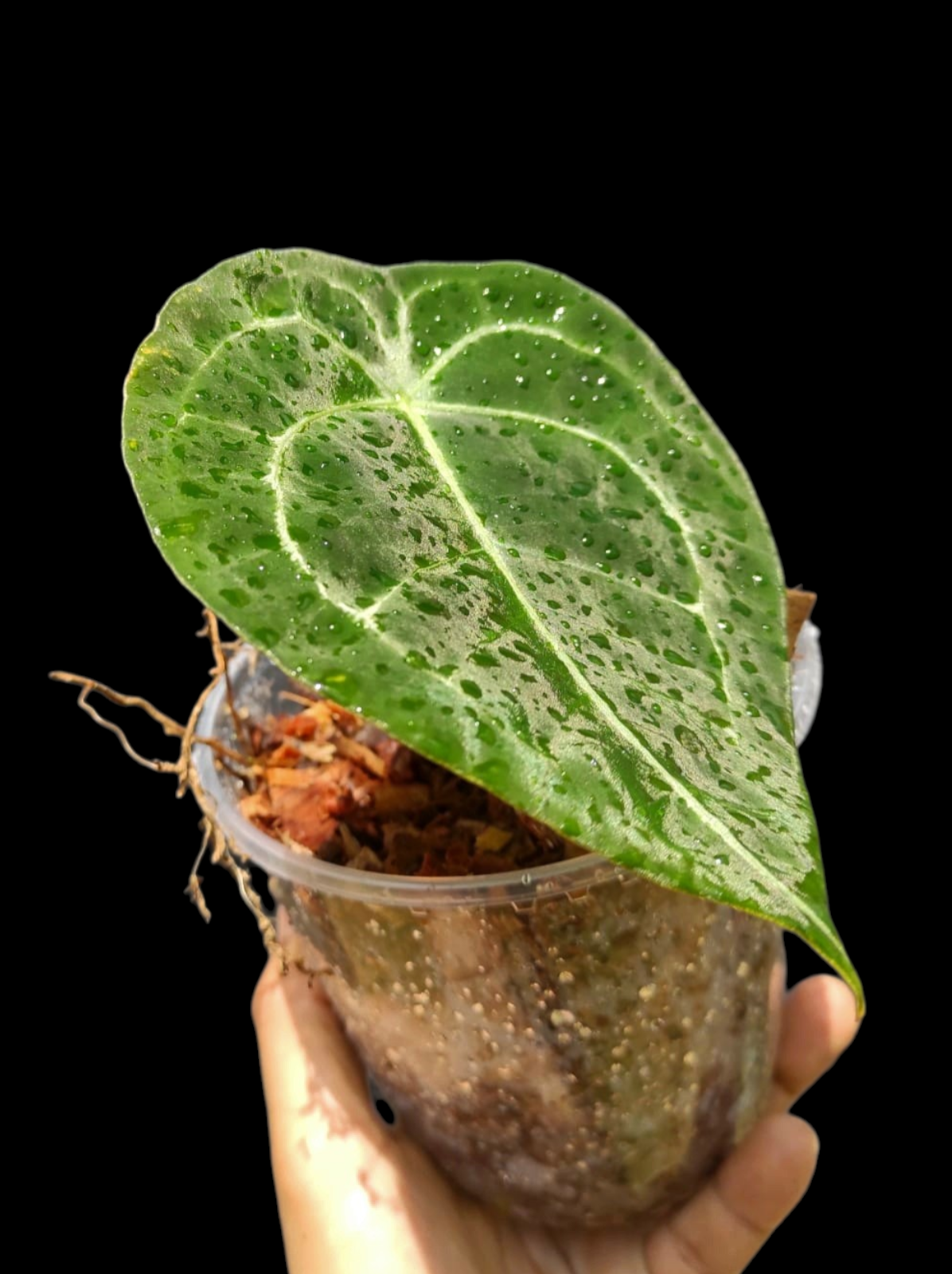 Anthurium Forgetii Wild Ecotype (EXACT PLANT)
