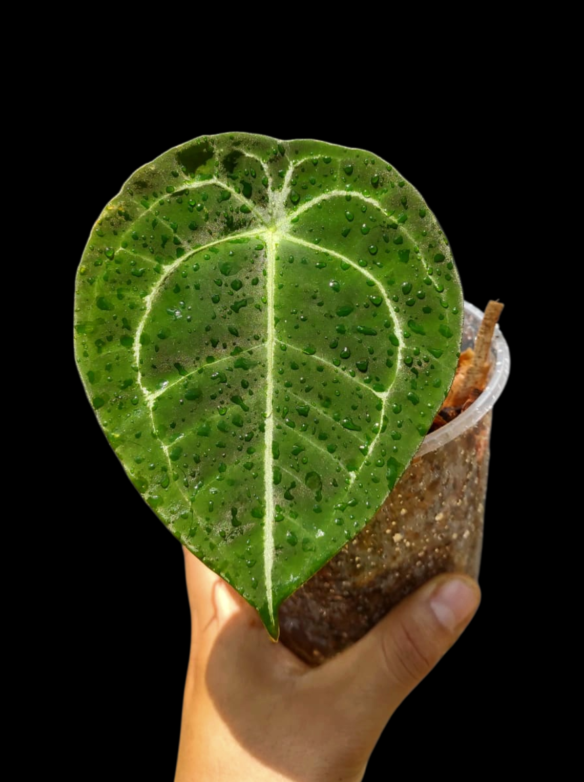 Anthurium Forgetii Wild Ecotype (EXACT PLANT)