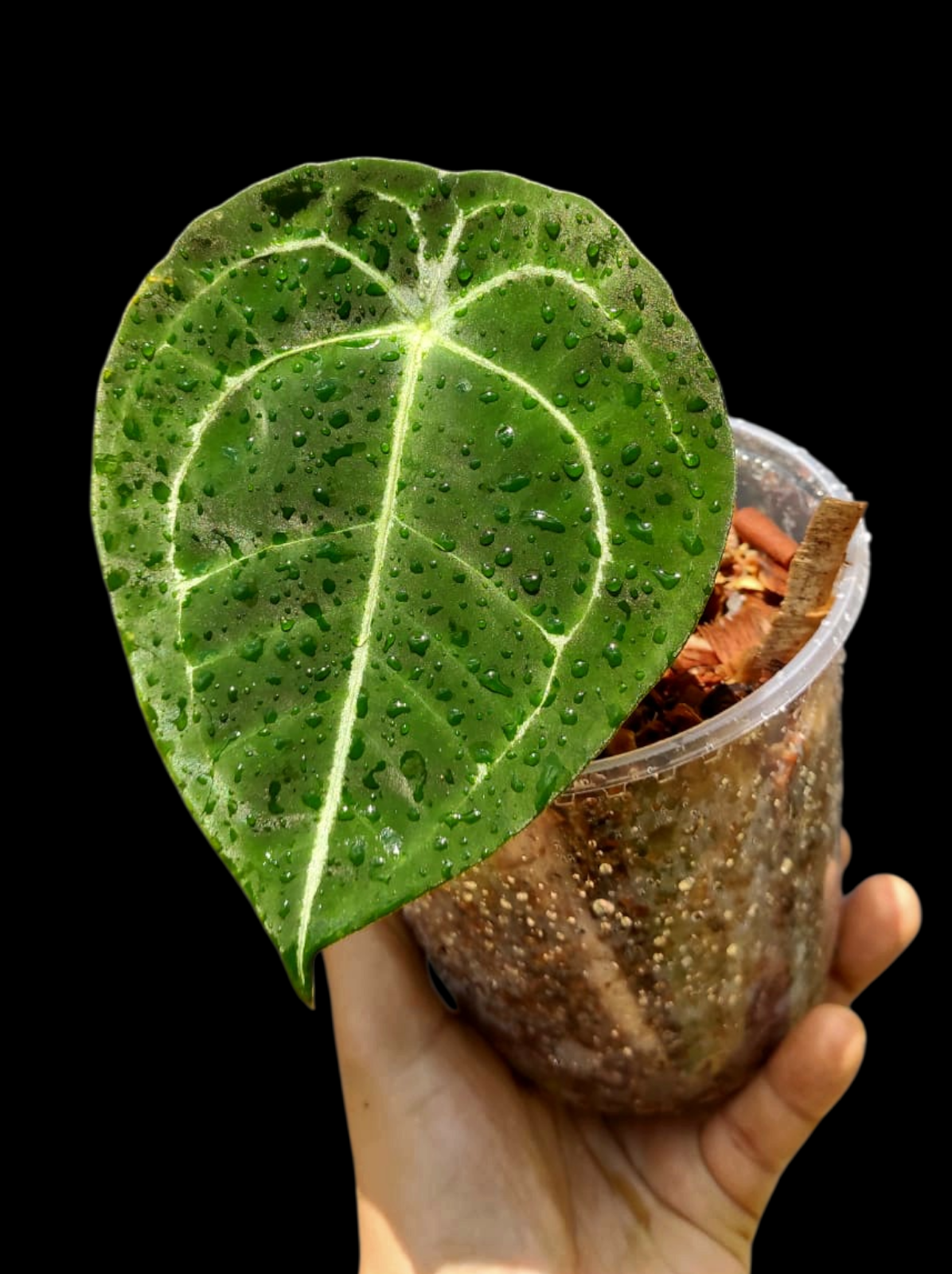 Anthurium Forgetii Wild Ecotype (EXACT PLANT)