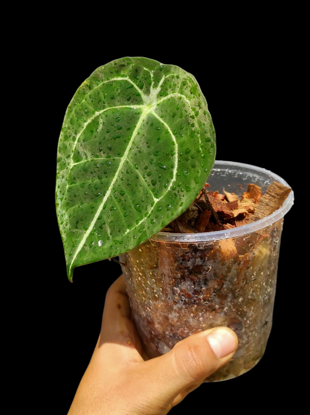 Anthurium Forgetii Wild Ecotype (EXACT PLANT)