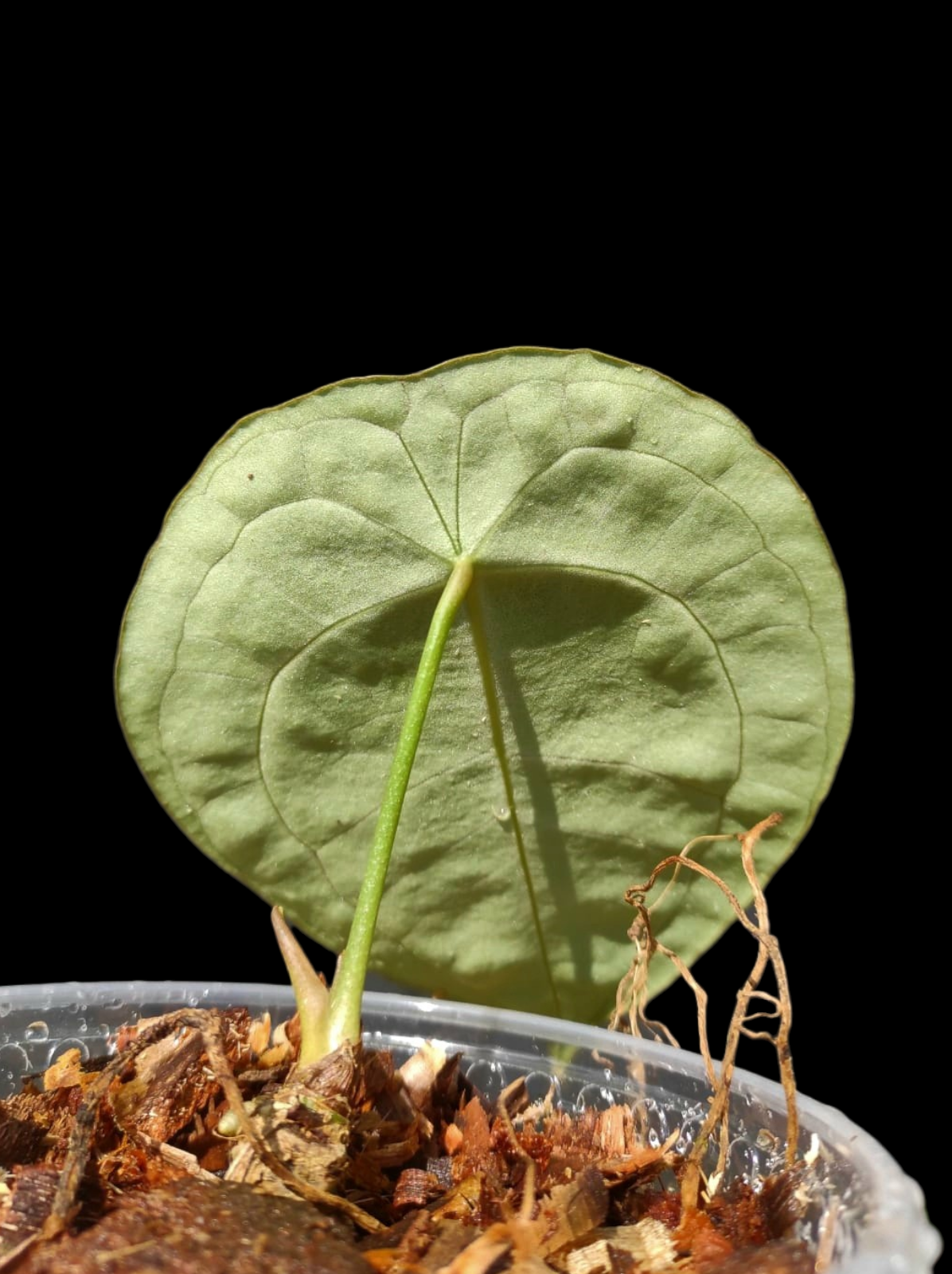 Anthurium Forgetii Wild Ecotype (EXACT PLANT)