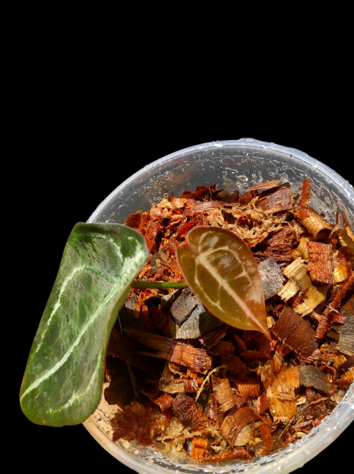 Anthurium Forgetii With 2 Leaves Wild Ecotype (EXACT PLANT)