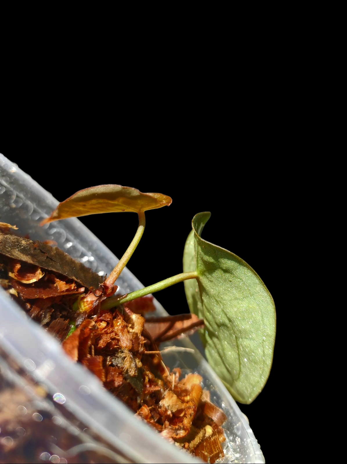 Anthurium Forgetii With 2 Leaves Wild Ecotype (EXACT PLANT)