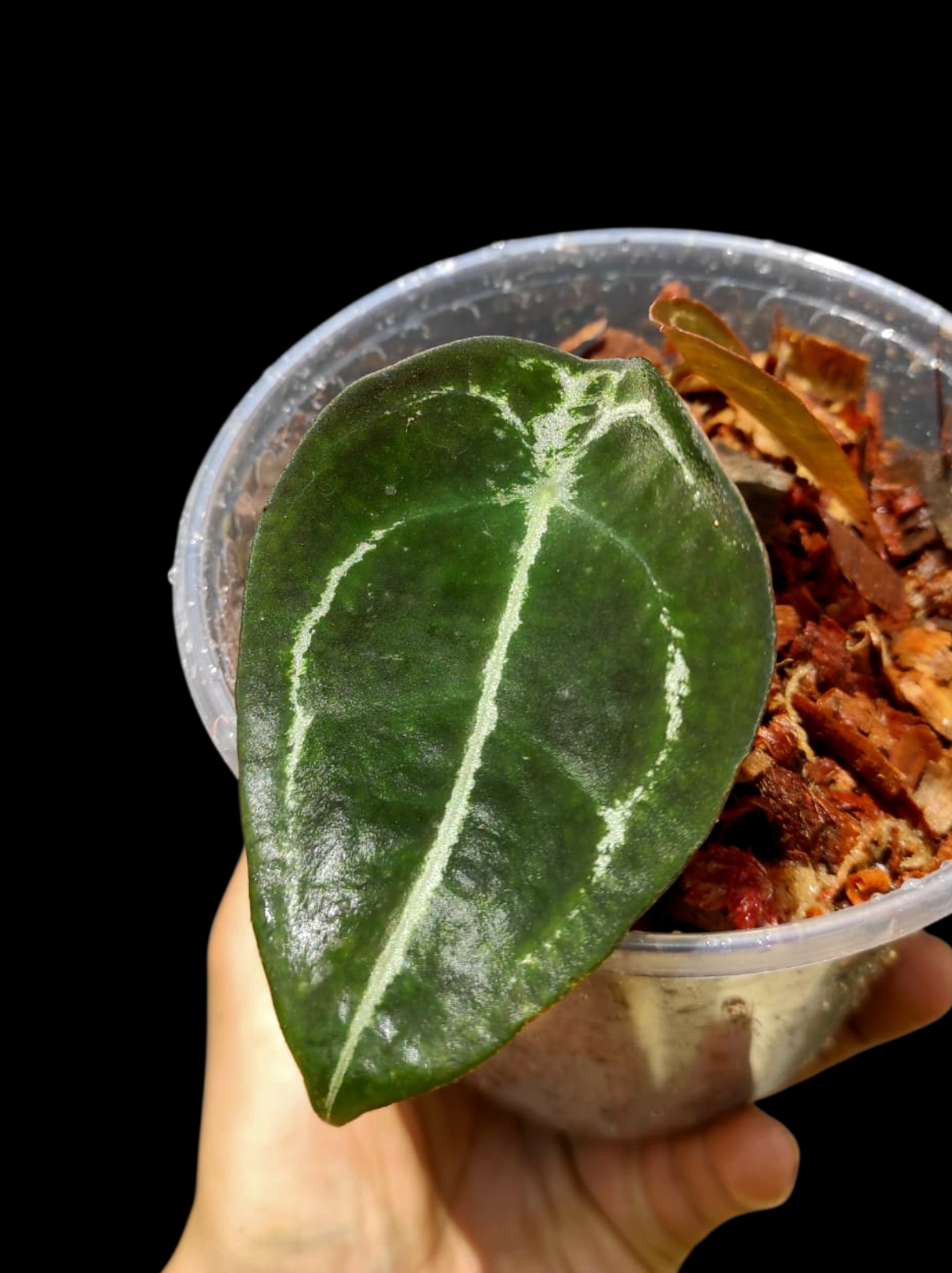 Anthurium Forgetii With 2 Leaves Wild Ecotype (EXACT PLANT)