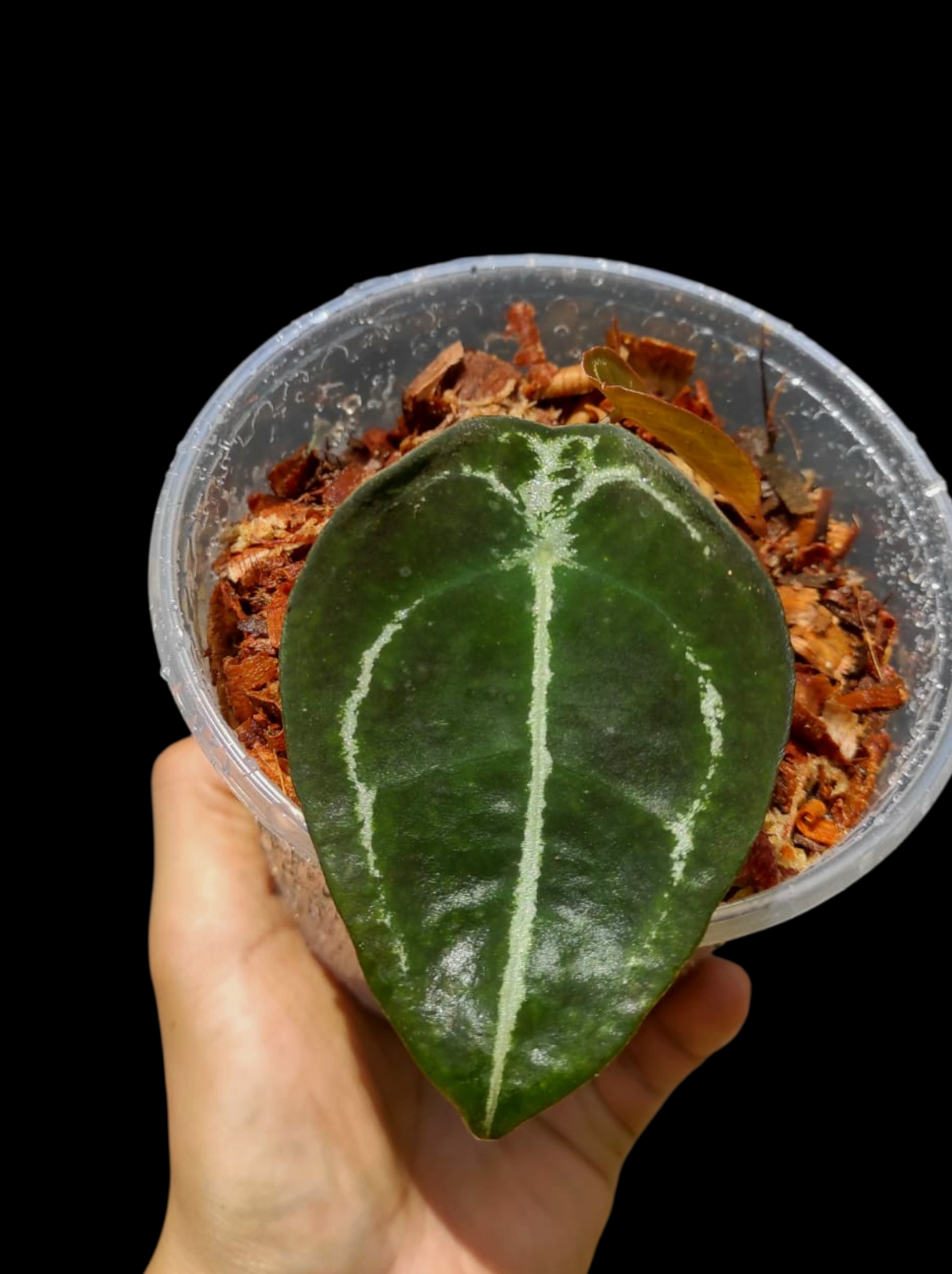Anthurium Forgetii With 2 Leaves Wild Ecotype (EXACT PLANT)