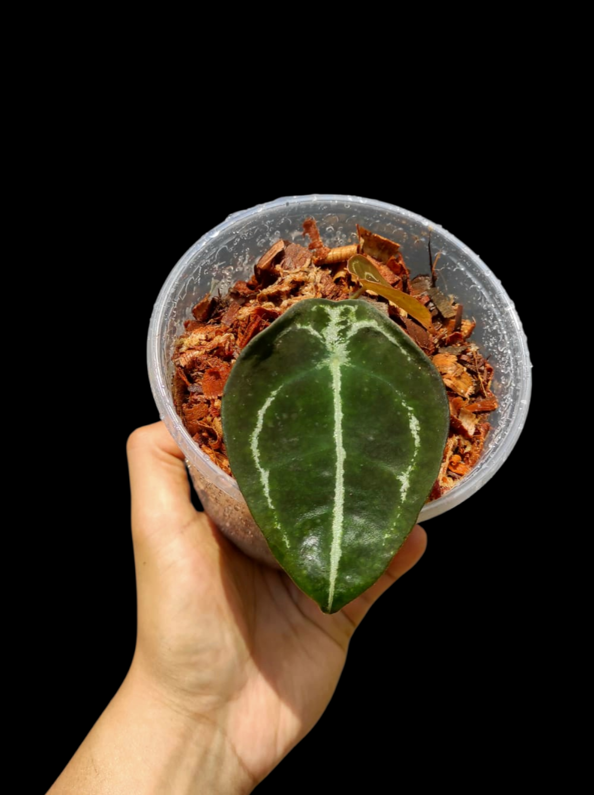 Anthurium Forgetii With 2 Leaves Wild Ecotype (EXACT PLANT)
