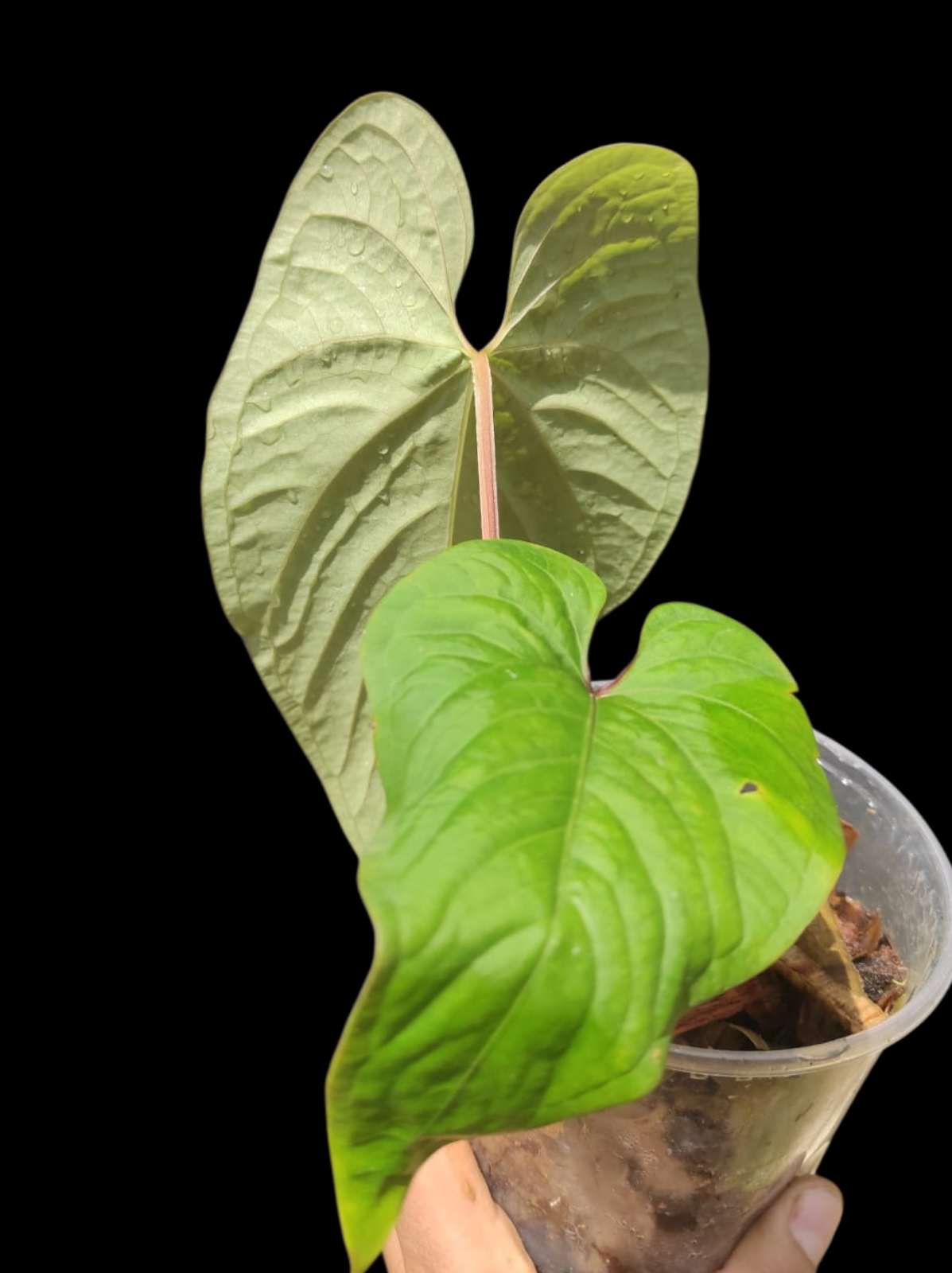 Anthurium sp. "Kunayala Glow" With 2 Leaves (EXACT PLANT)