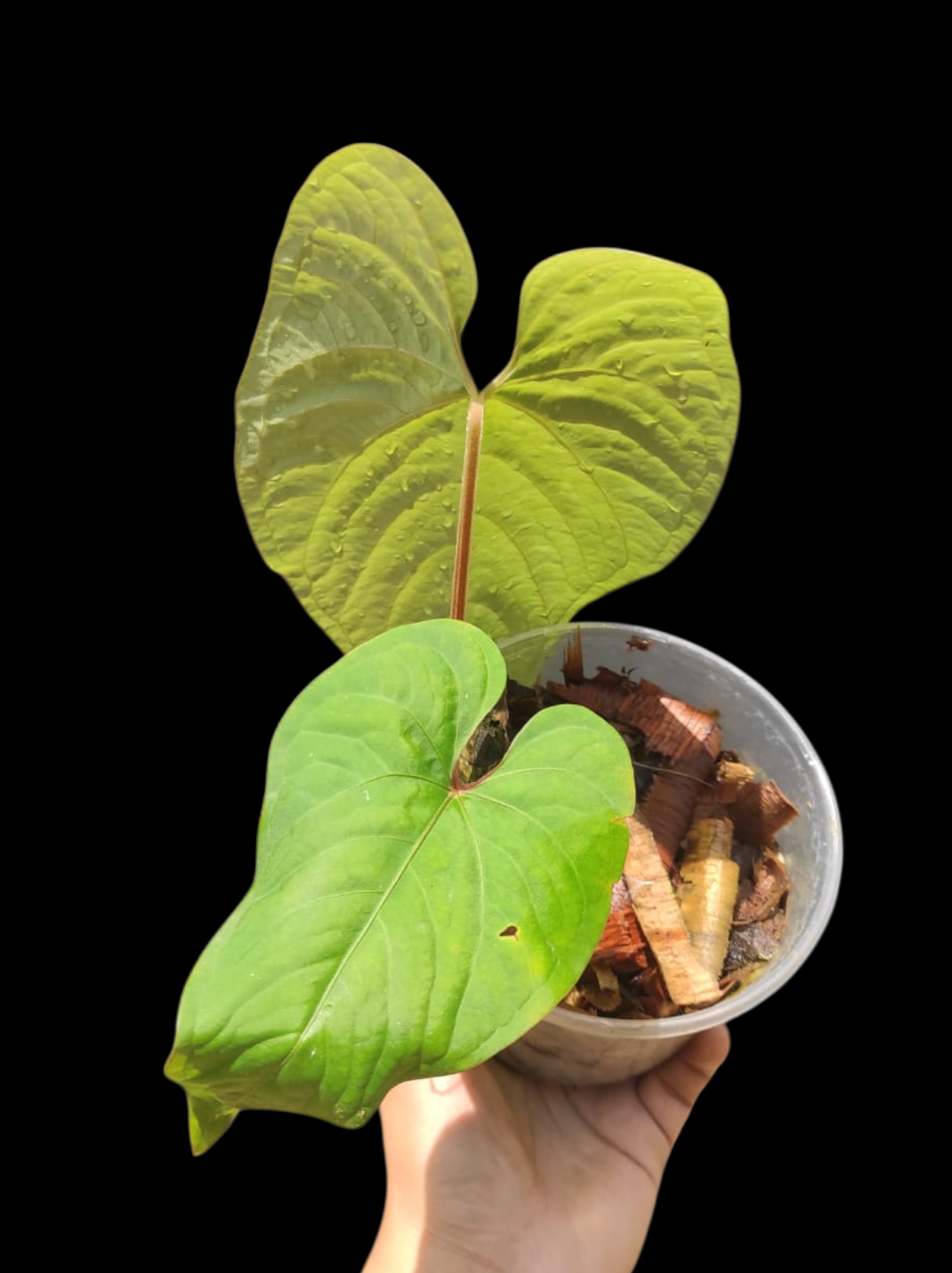Anthurium sp. "Kunayala Glow" With 2 Leaves (EXACT PLANT)