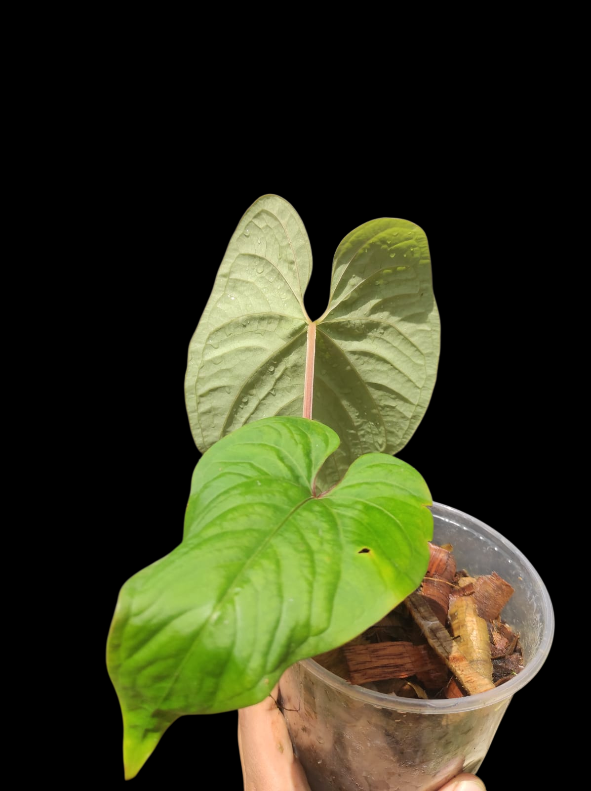 Anthurium sp. "Kunayala Glow" With 2 Leaves (EXACT PLANT)