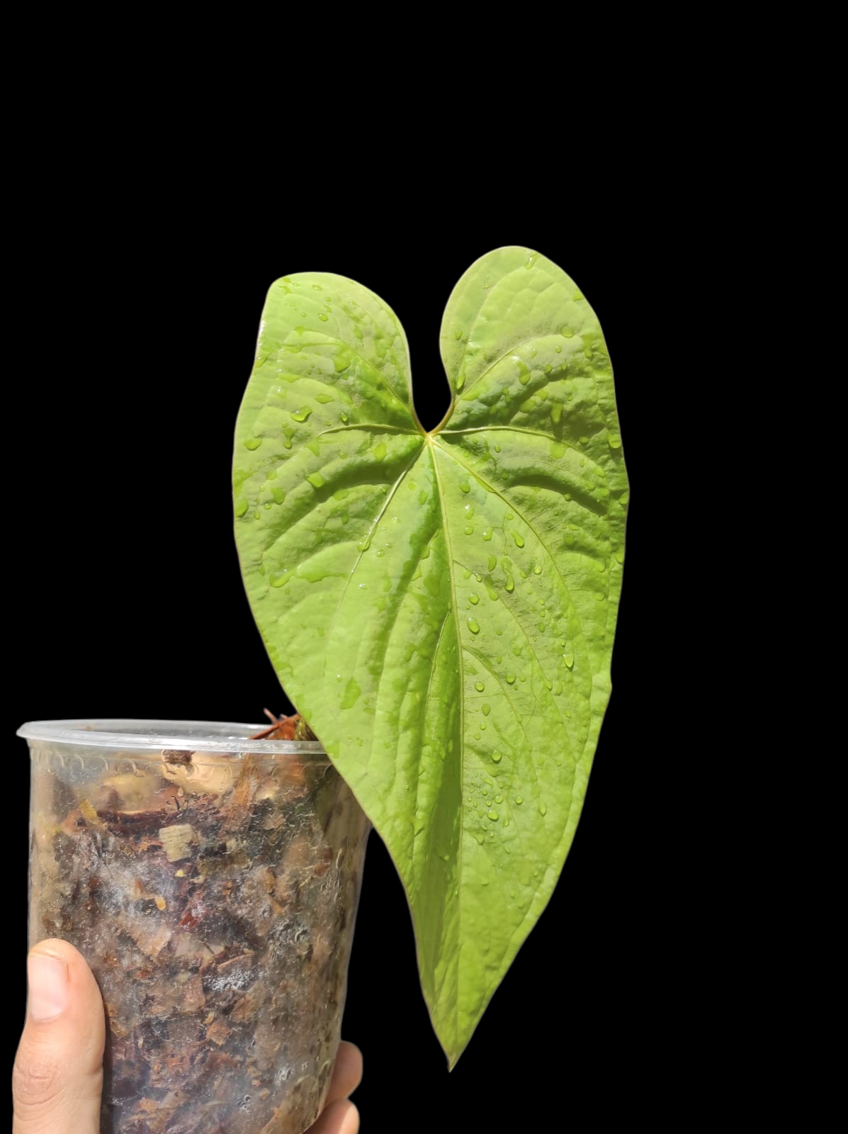Anthurium sp. "Kunayala Glow" With 2 Leaves (EXACT PLANT)