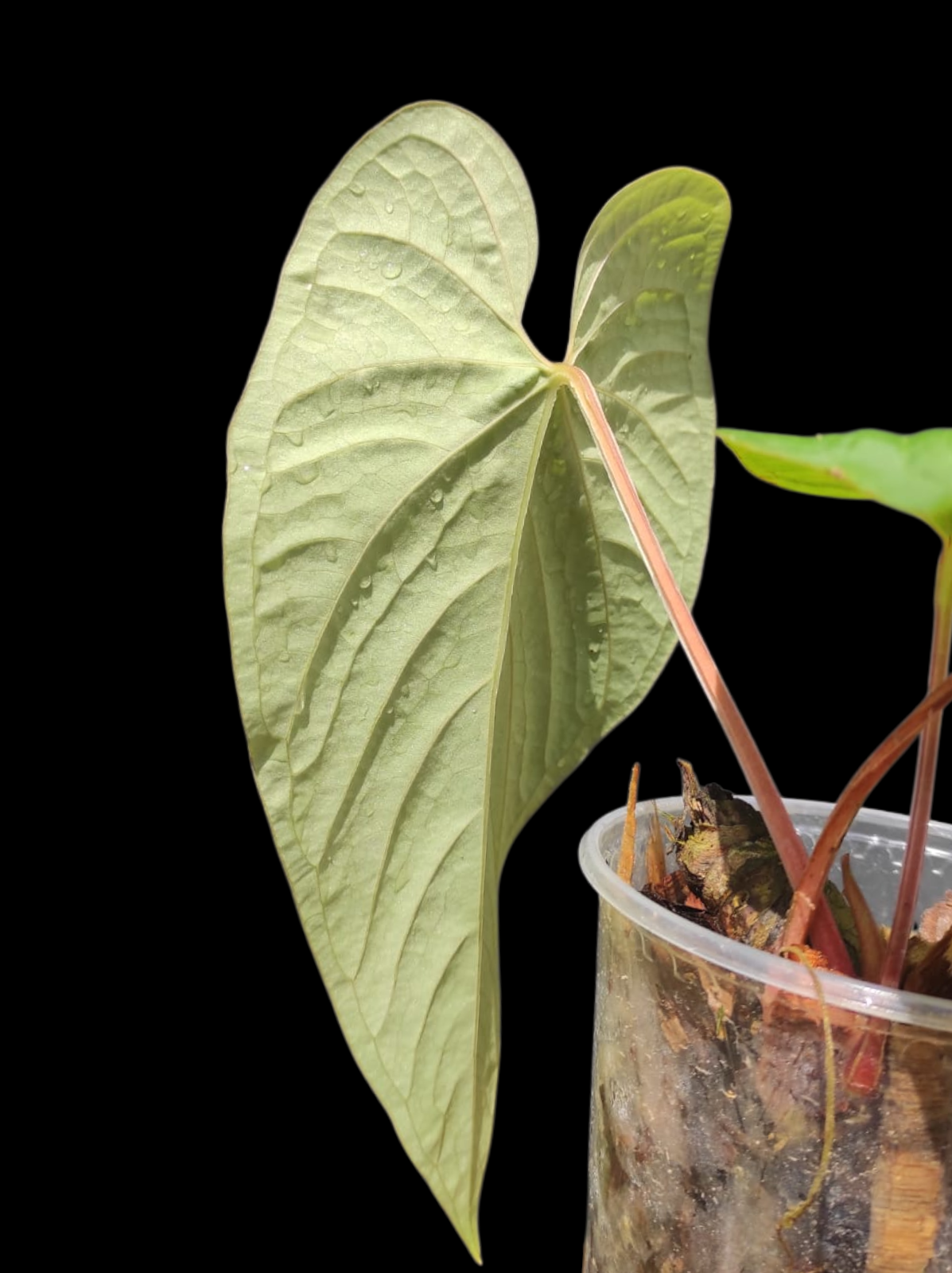 Anthurium sp. "Kunayala Glow" With 2 Leaves (EXACT PLANT)