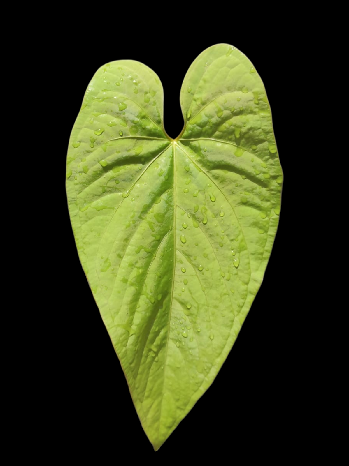 Anthurium sp. "Kunayala Glow" With 2 Leaves (EXACT PLANT)