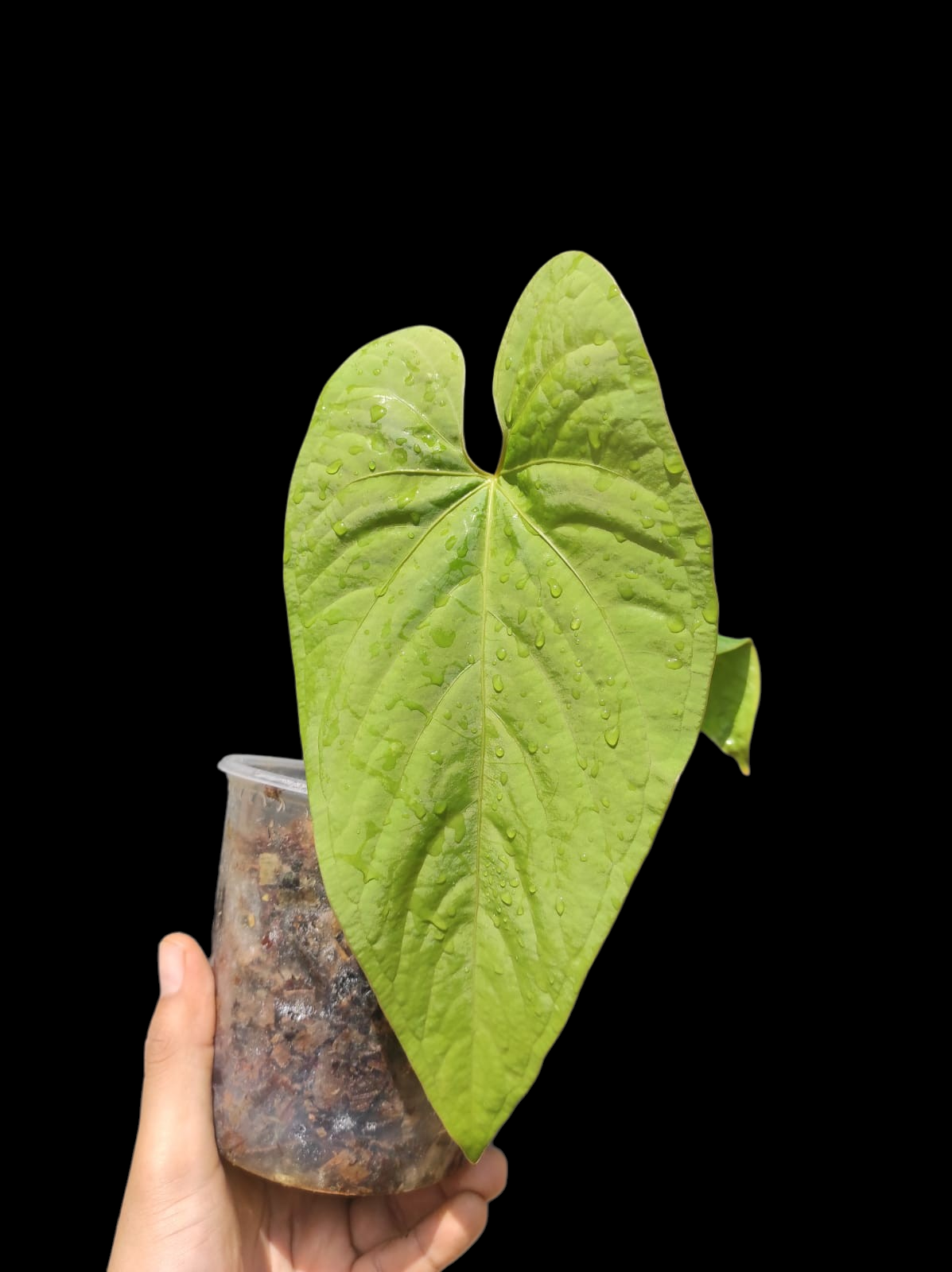 Anthurium sp. "Kunayala Glow" With 2 Leaves (EXACT PLANT)