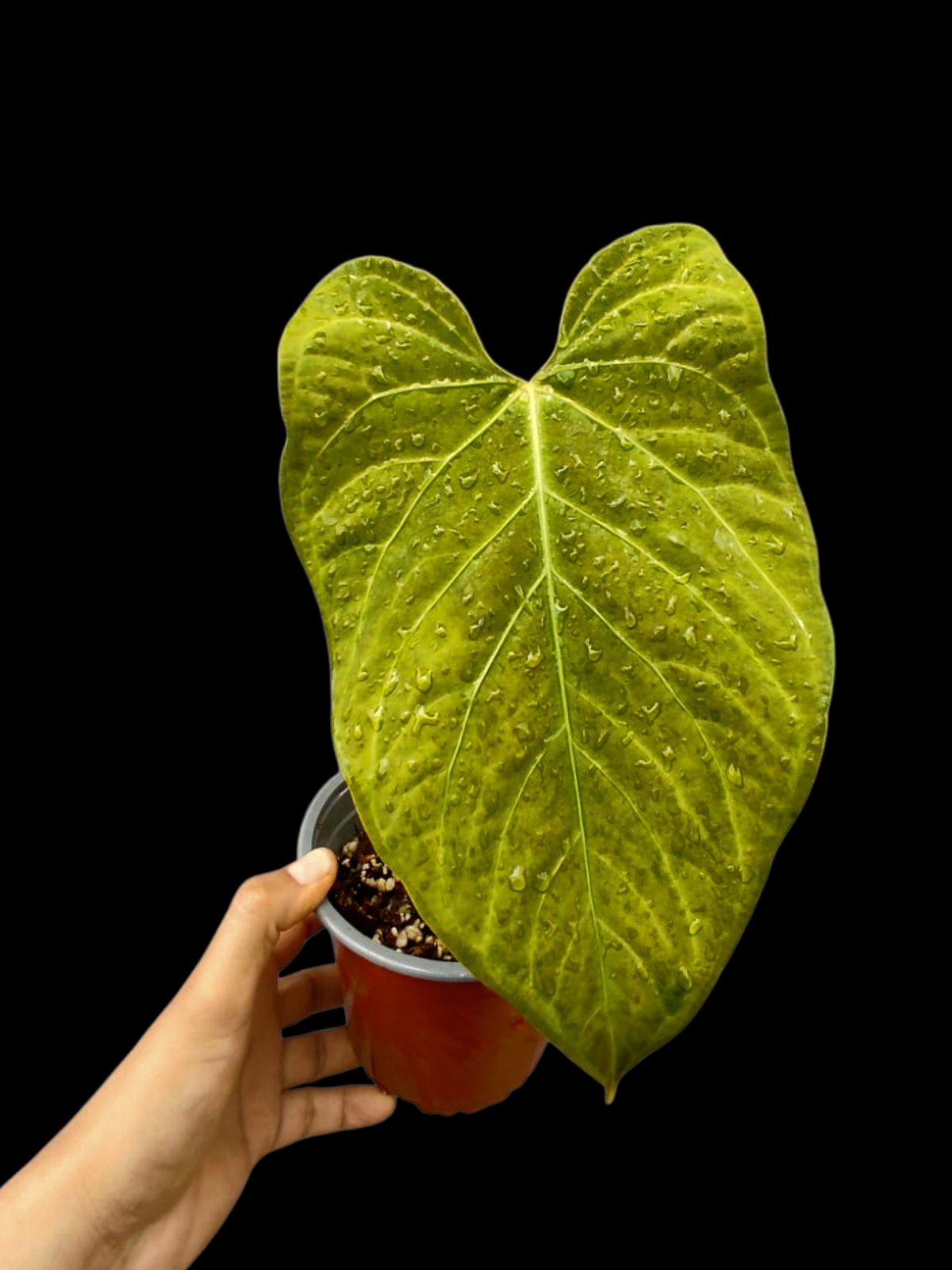 Anthurium sp. 'Tarapoto Velvet' Golden Emerging leaf Wild Ecotype (EXACT PLANT)