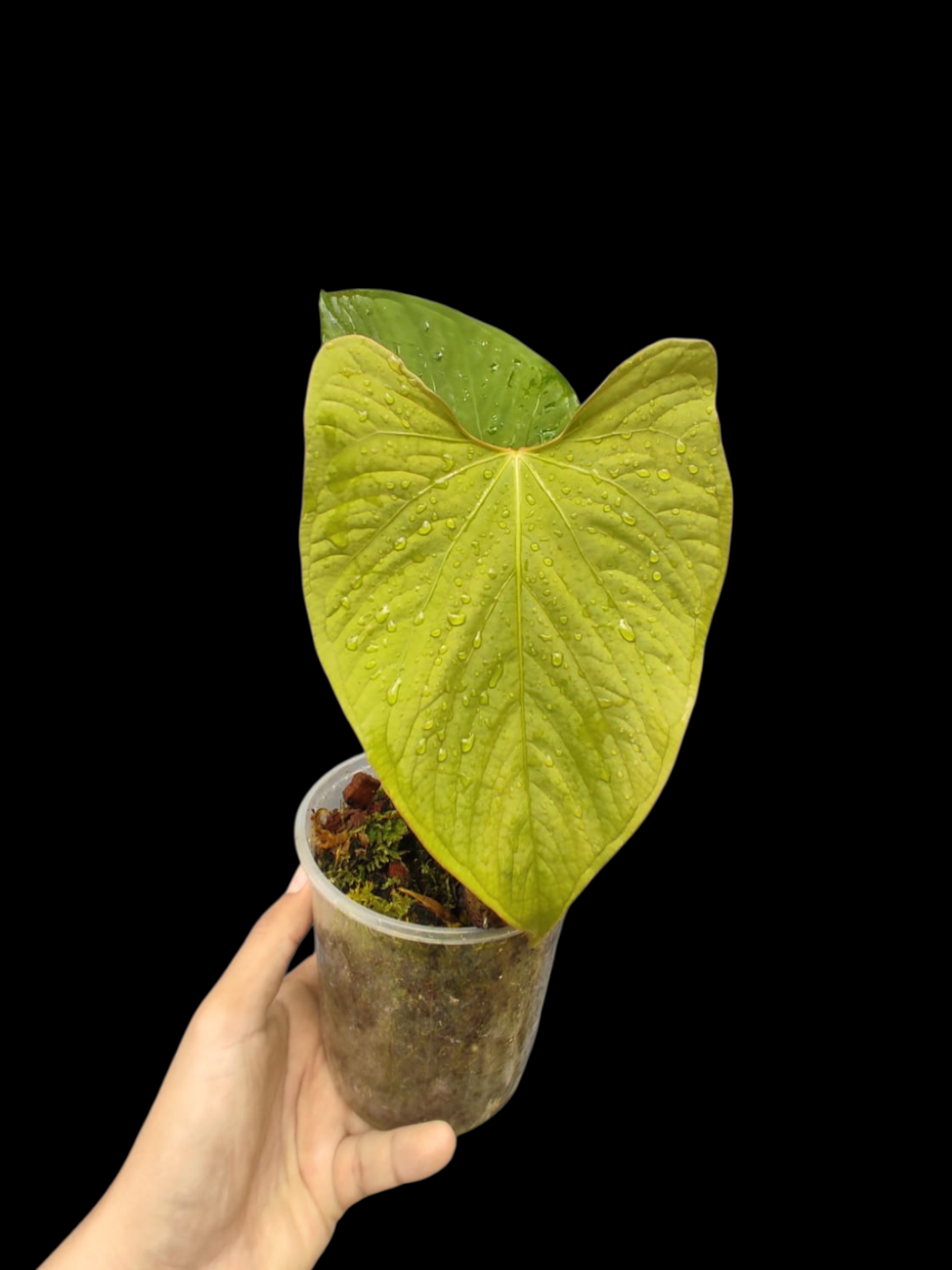 Anthurium sp. "Kunayala Glow" With 2 Leaves (EXACT PLANT)