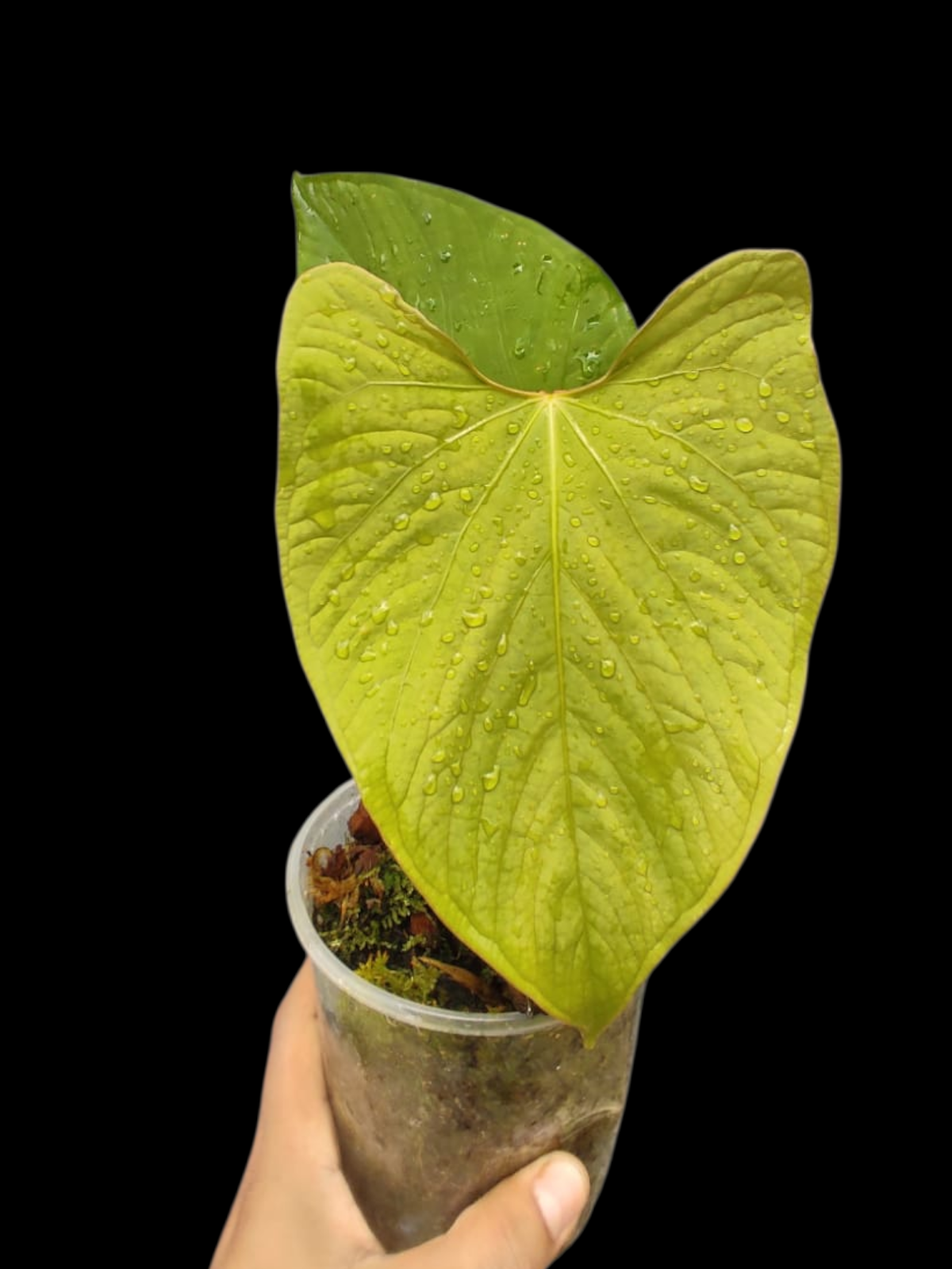Anthurium sp. "Kunayala Glow" With 2 Leaves (EXACT PLANT)