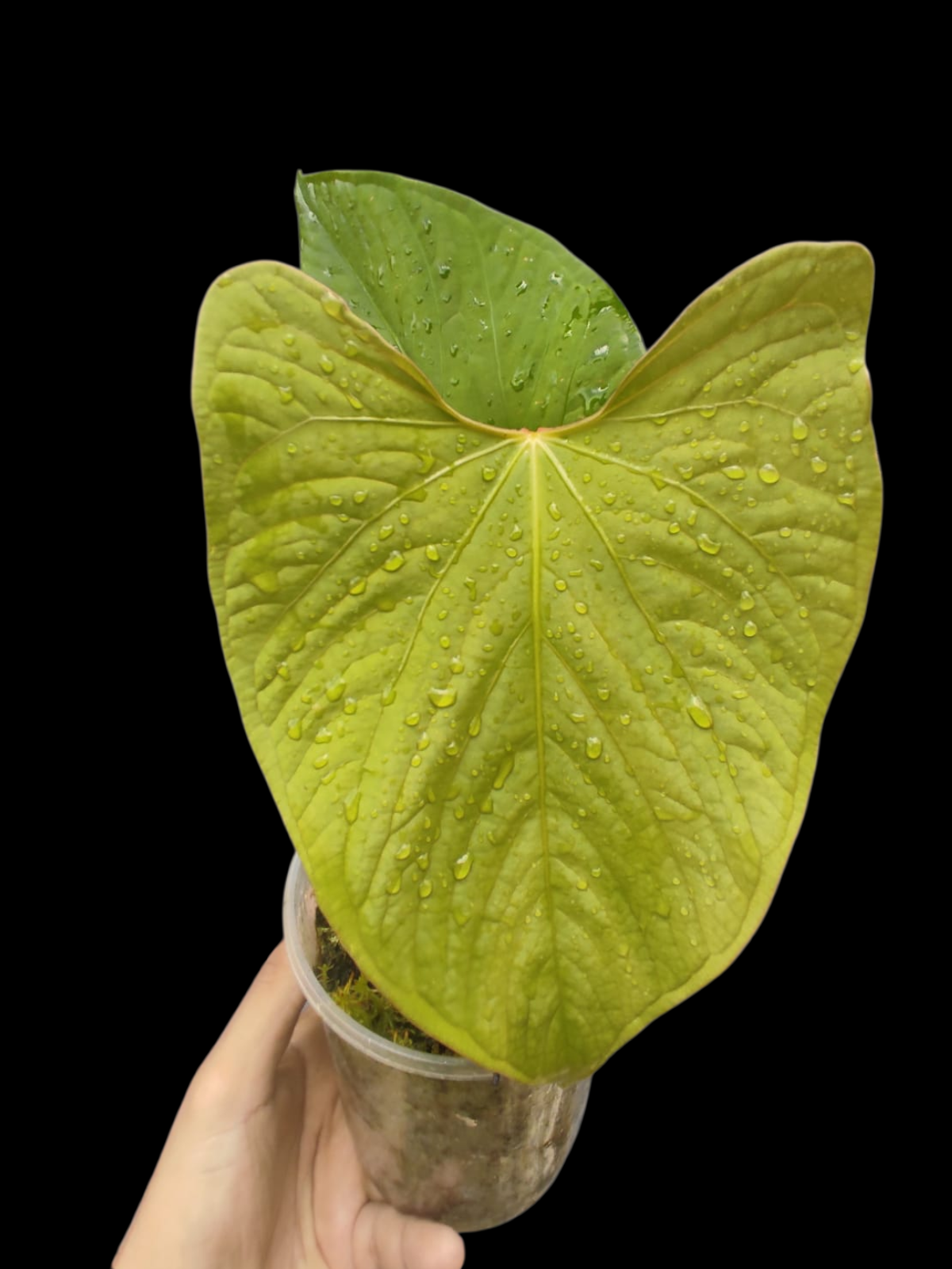 Anthurium sp. "Kunayala Glow" With 2 Leaves (EXACT PLANT)