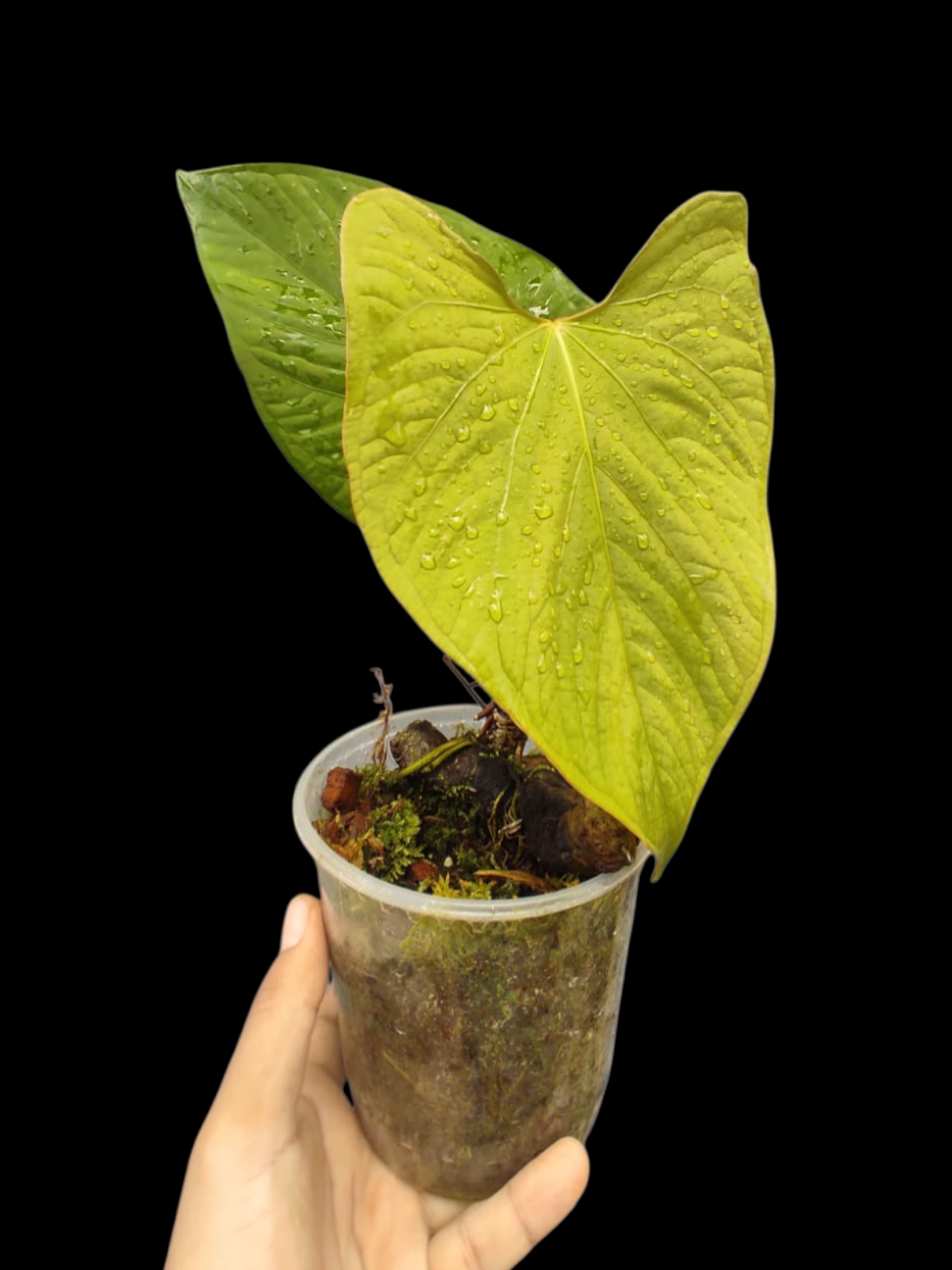 Anthurium sp. "Kunayala Glow" With 2 Leaves (EXACT PLANT)