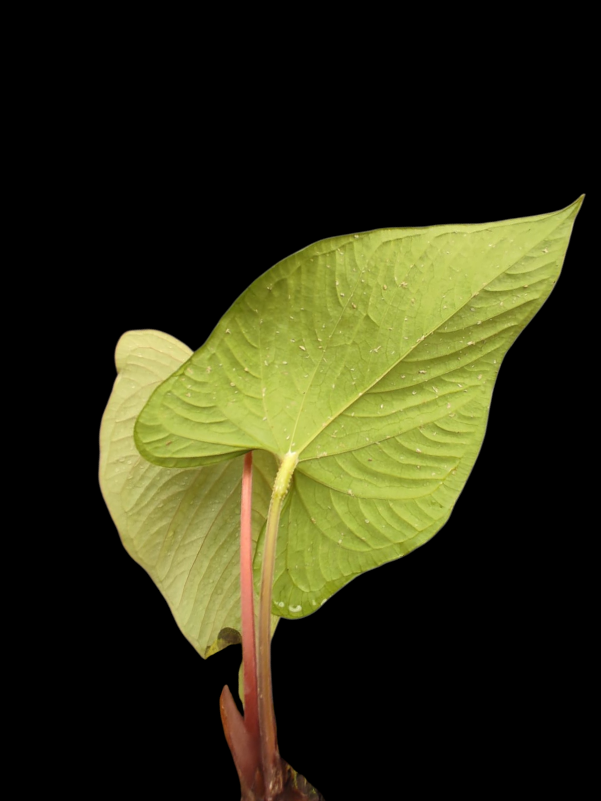 Anthurium sp. "Kunayala Glow" With 2 Leaves (EXACT PLANT)