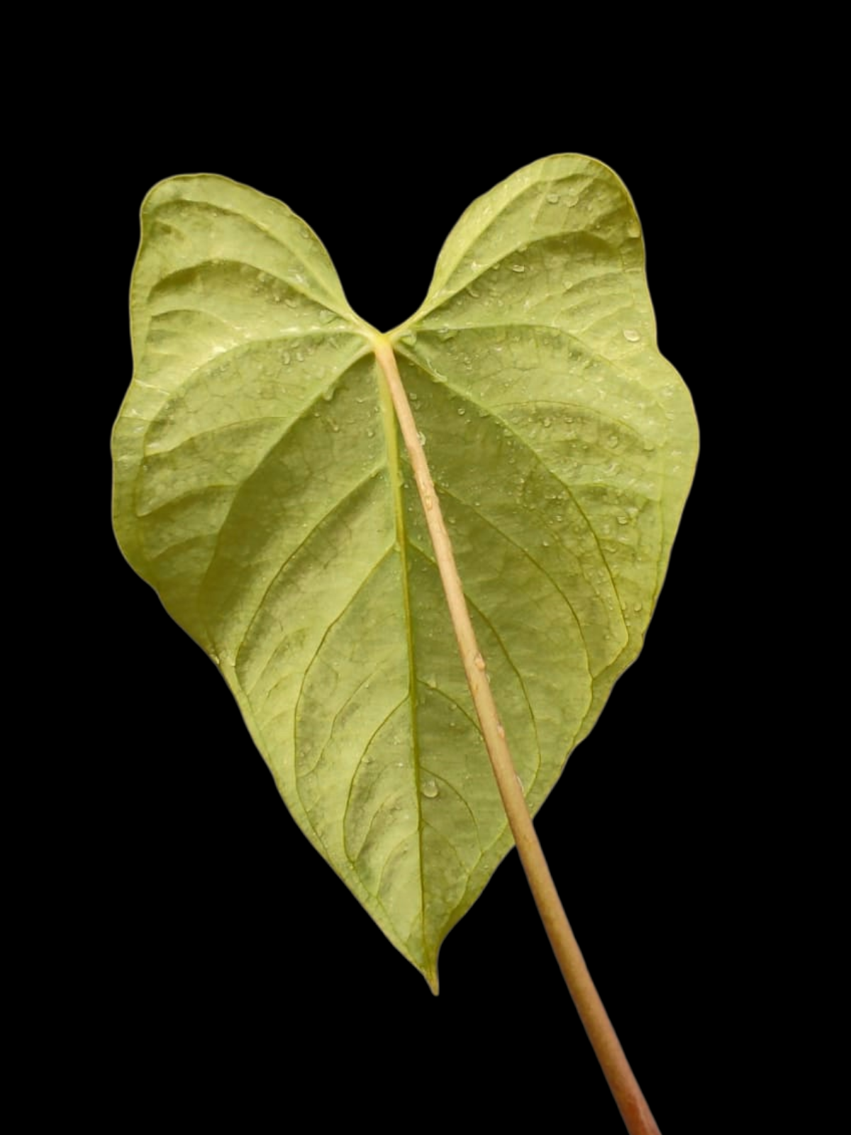 Anthurium sp. 'Tarapoto Velvet' Golden Emerging leaf Wild Ecotype (EXACT PLANT)