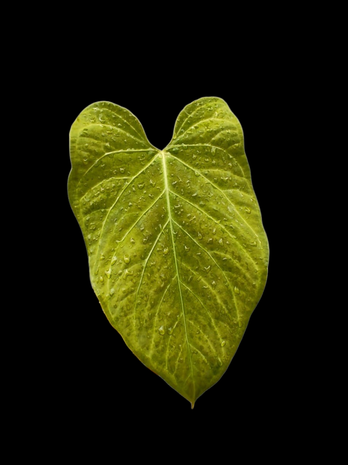 Anthurium sp. 'Tarapoto Velvet' Golden Emerging leaf Wild Ecotype (EXACT PLANT)