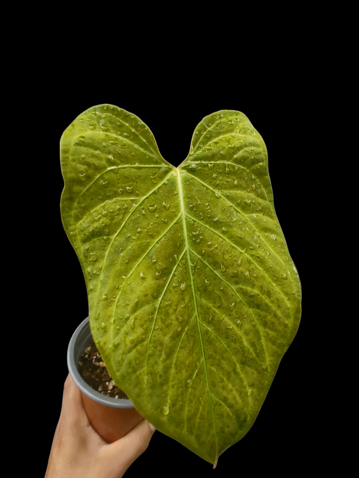Anthurium sp. 'Tarapoto Velvet' Golden Emerging leaf Wild Ecotype (EXACT PLANT)