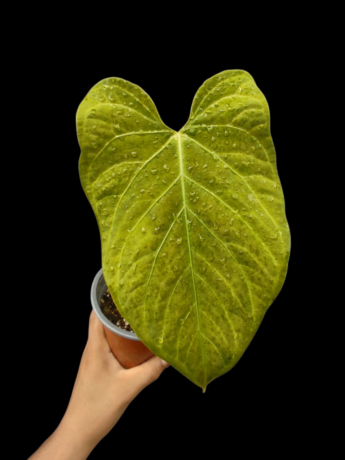 Anthurium sp. 'Tarapoto Velvet' Golden Emerging leaf Wild Ecotype (EXACT PLANT)