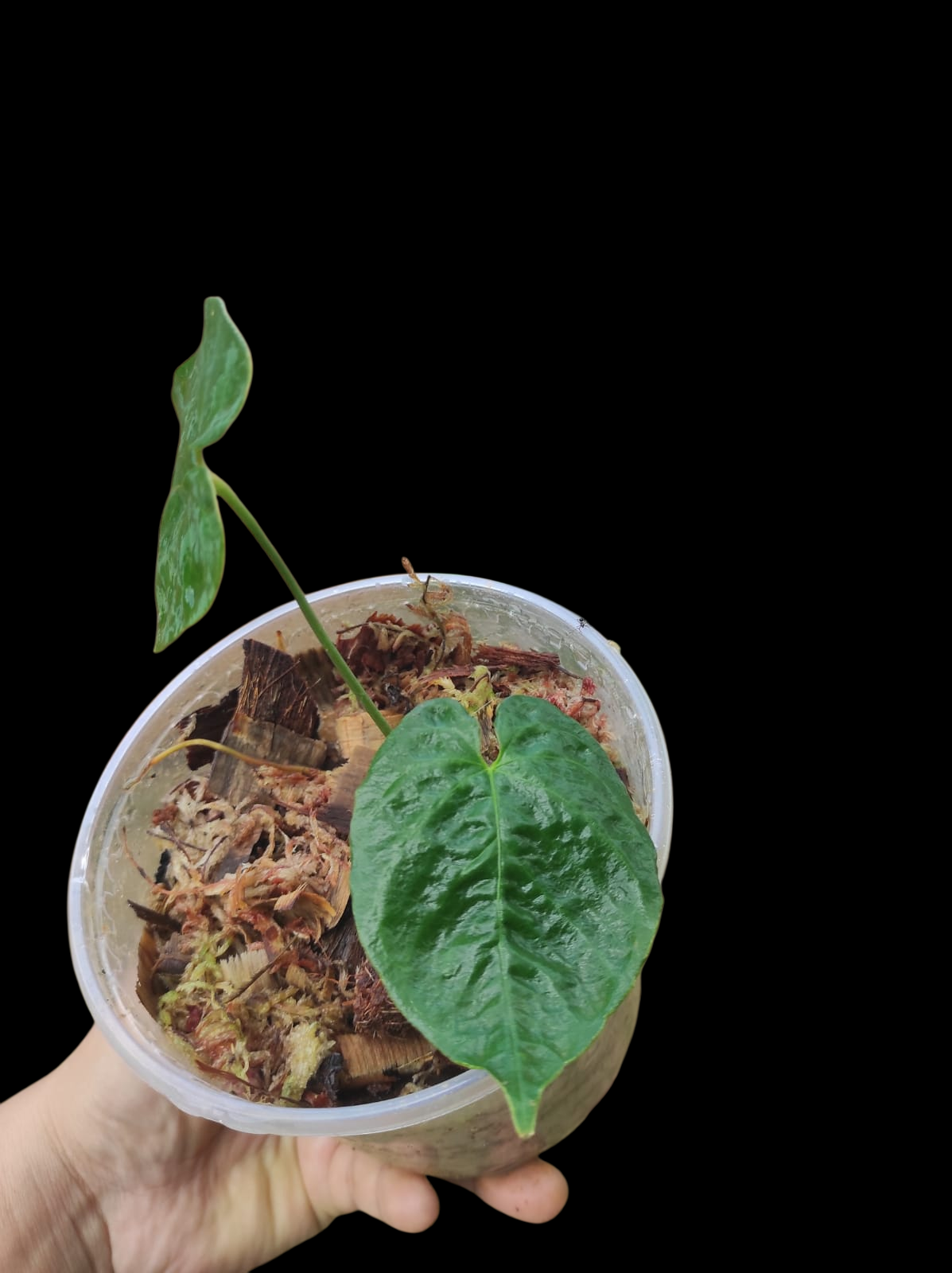 Anthurium Sp. 'Purple' with 2 Leaves (EXACT PLANT)