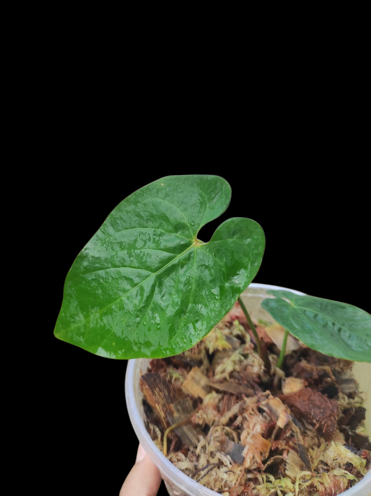 Anthurium Sp. 'Purple' with 2 Leaves (EXACT PLANT)