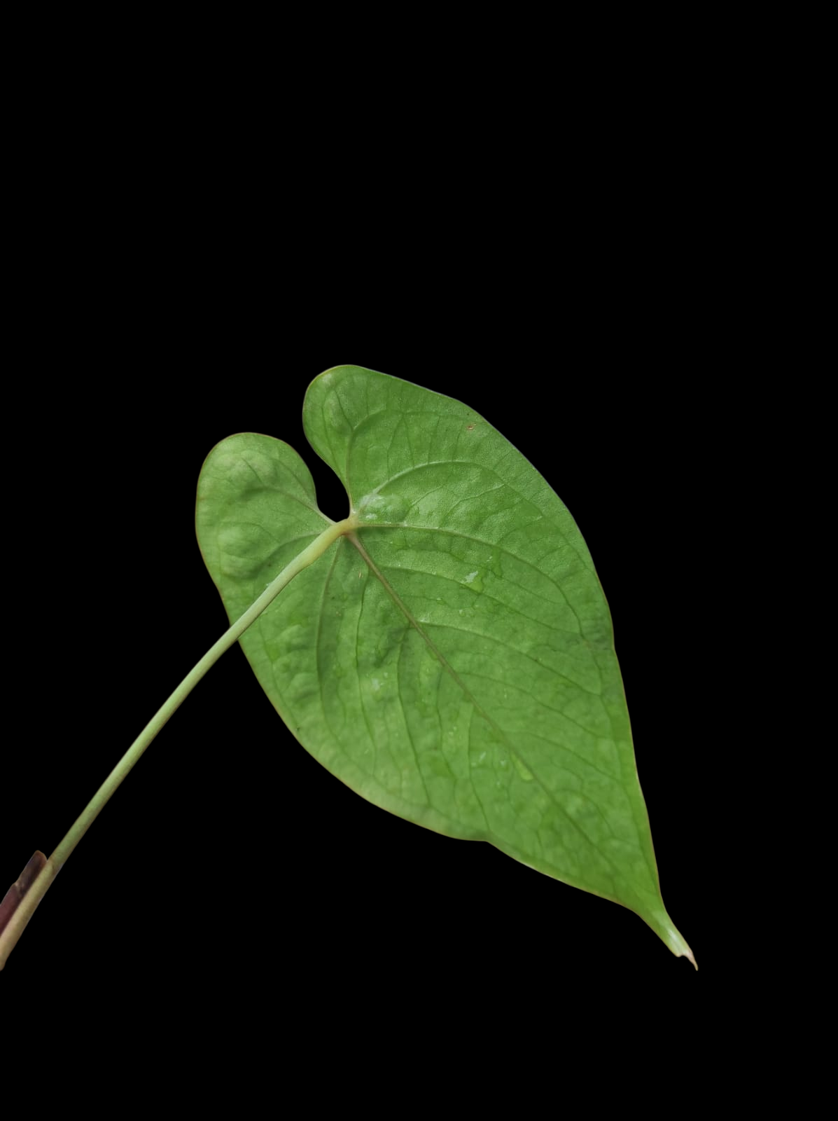 Anthurium Sp. 'Purple' with 2 Leaves (EXACT PLANT)