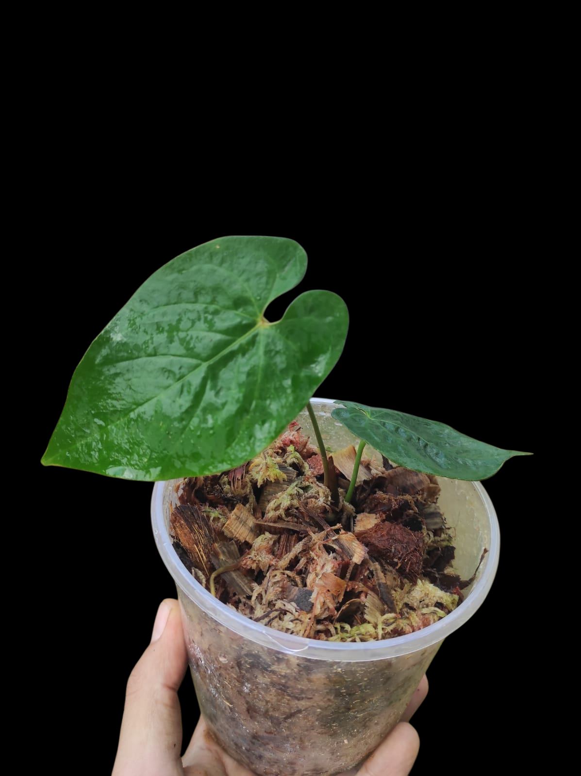Anthurium Sp. 'Purple' with 2 Leaves (EXACT PLANT)