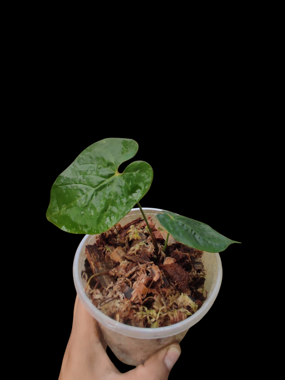 Anthurium Sp. 'Purple' with 2 Leaves (EXACT PLANT)