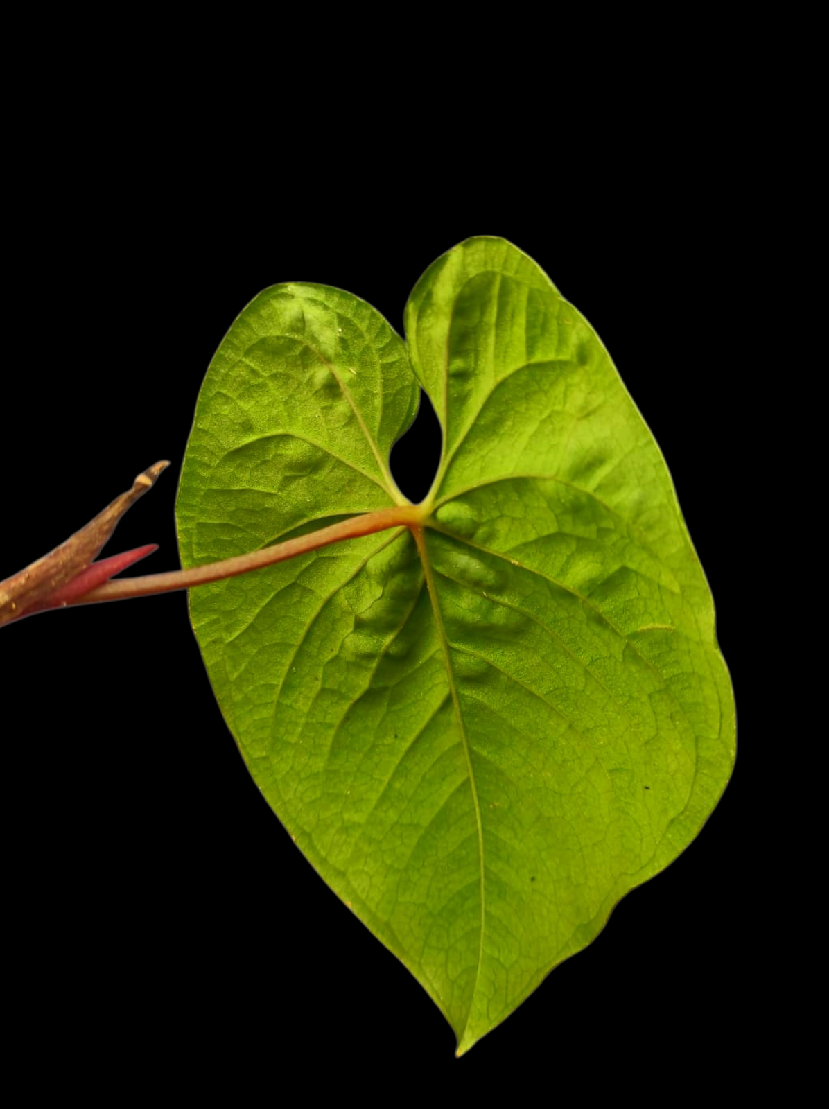 Anthurium Sp. 'Purple' Wild Ecotype (EXACT PLANT)