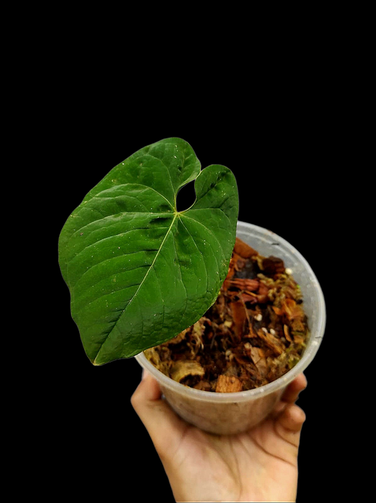 Anthurium Sp. 'Purple' Wild Ecotype (EXACT PLANT)