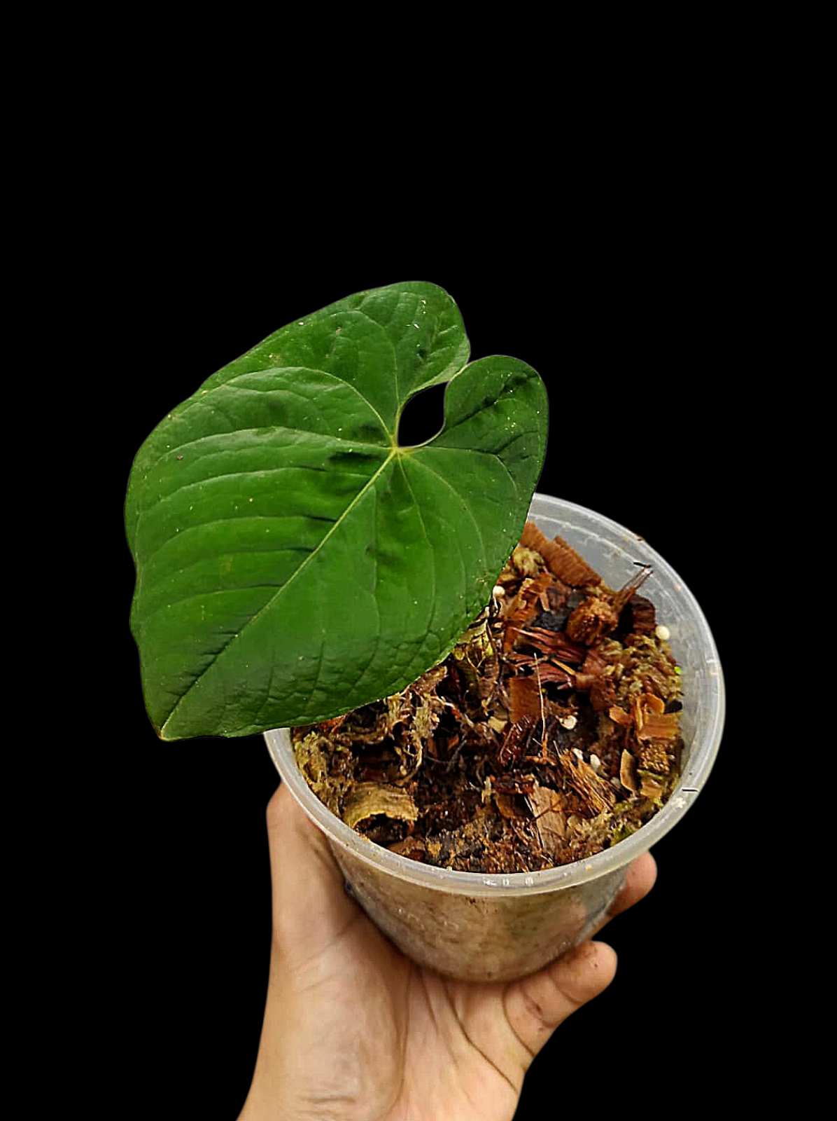 Anthurium Sp. 'Purple' Wild Ecotype (EXACT PLANT)