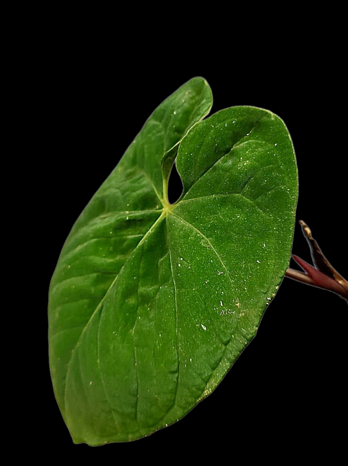 Anthurium Sp. 'Purple' Wild Ecotype (EXACT PLANT)