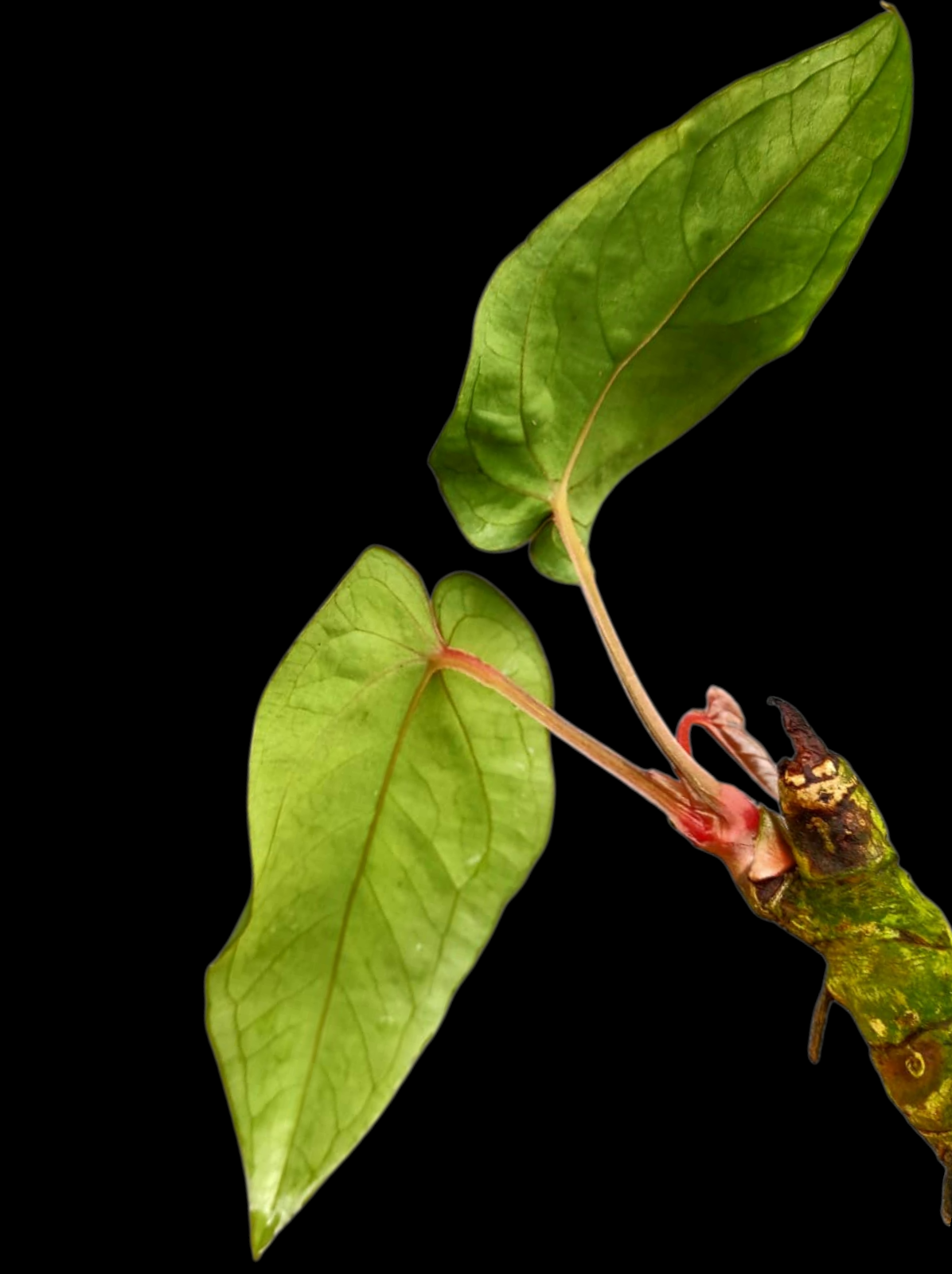 Anthurium sp. 'Huanuco Velvet' with 2 Leaves (EXACT PLANT)