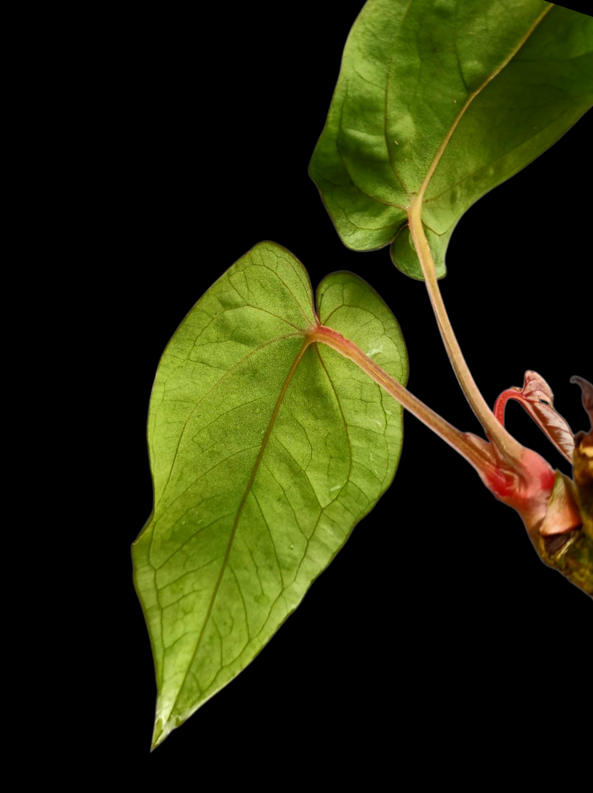 Anthurium sp. 'Huanuco Velvet' with 2 Leaves (EXACT PLANT)