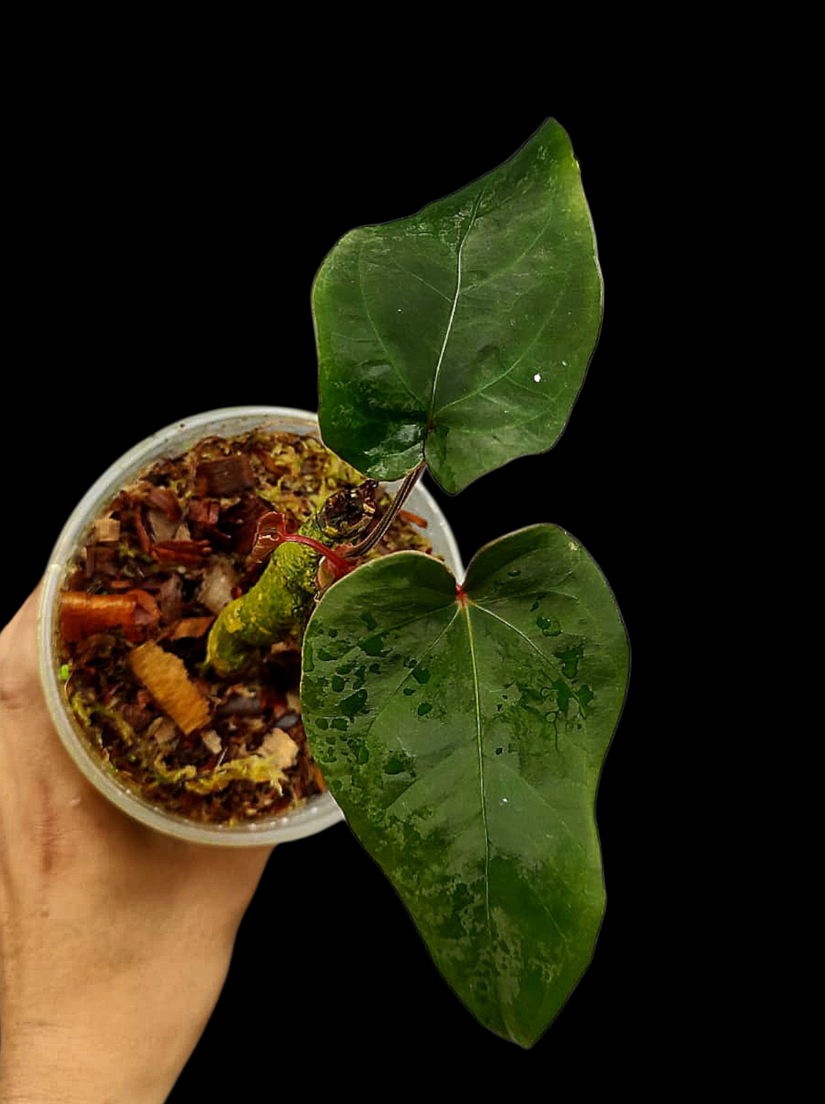 Anthurium sp. 'Huanuco Velvet' with 2 Leaves (EXACT PLANT)