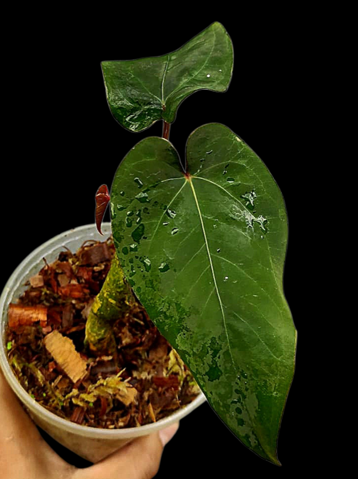 Anthurium sp. 'Huanuco Velvet' with 2 Leaves (EXACT PLANT)