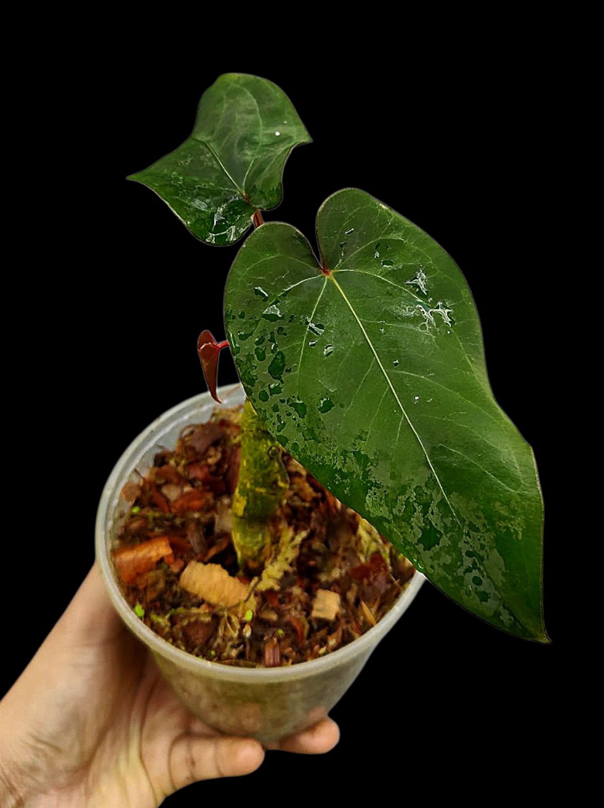 Anthurium sp. 'Huanuco Velvet' with 2 Leaves (EXACT PLANT)